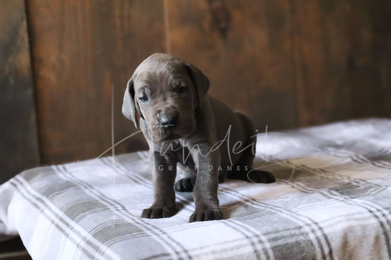 A small gray Weimaraner puppy explores a white bedspread in a sequence of six adorable photos.