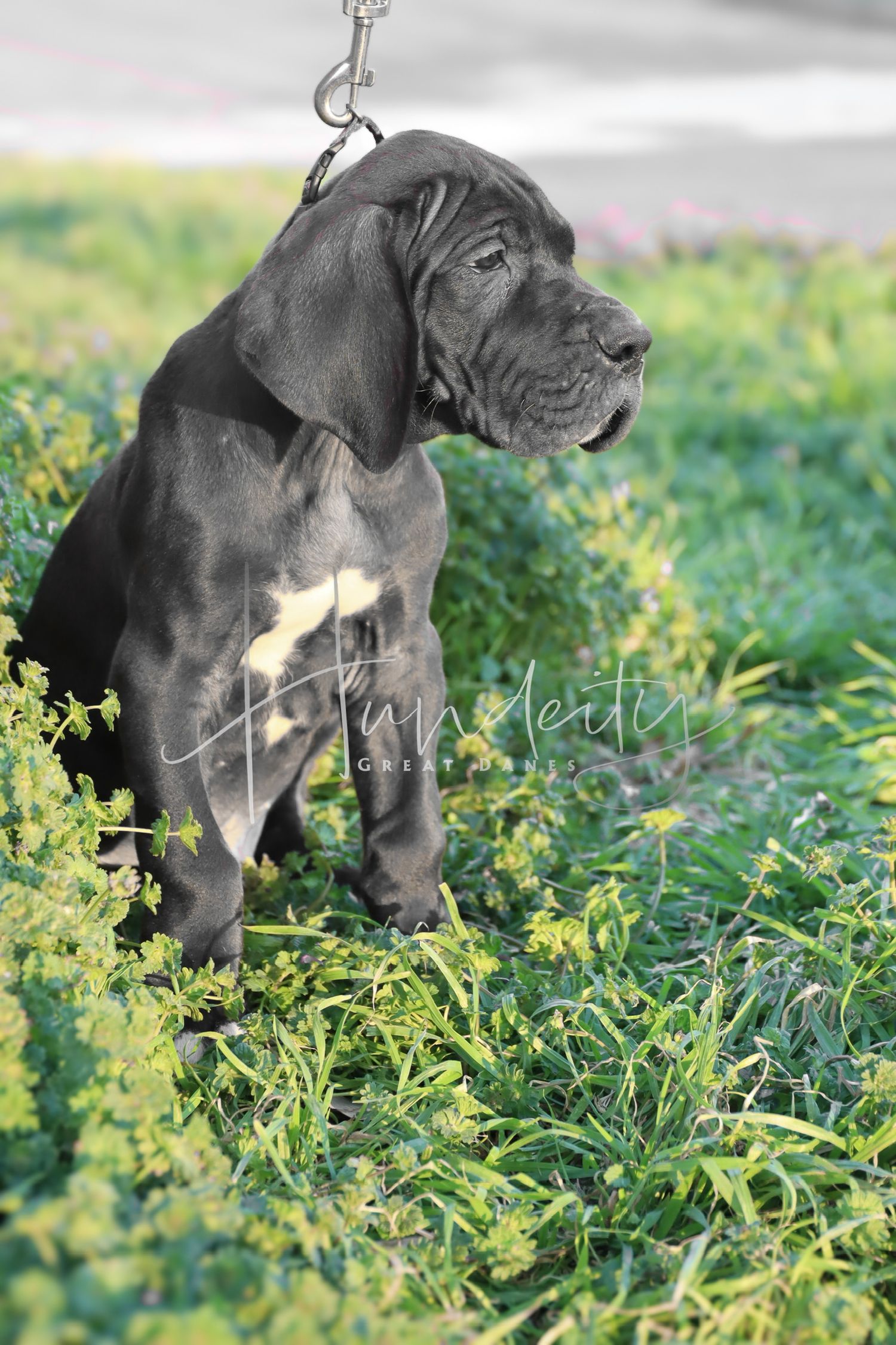 Blue Great Dane puppy sitting in green grass on a leash, showing wrinkled face and muscular build.