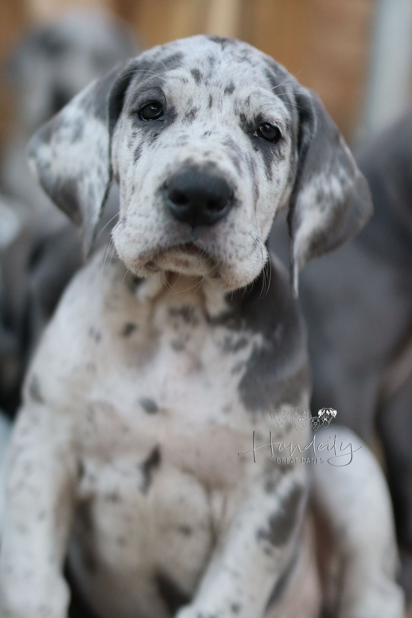 Close-up portraits of a white and gray spotted Great Dane puppy showing different angles of its adorable face.