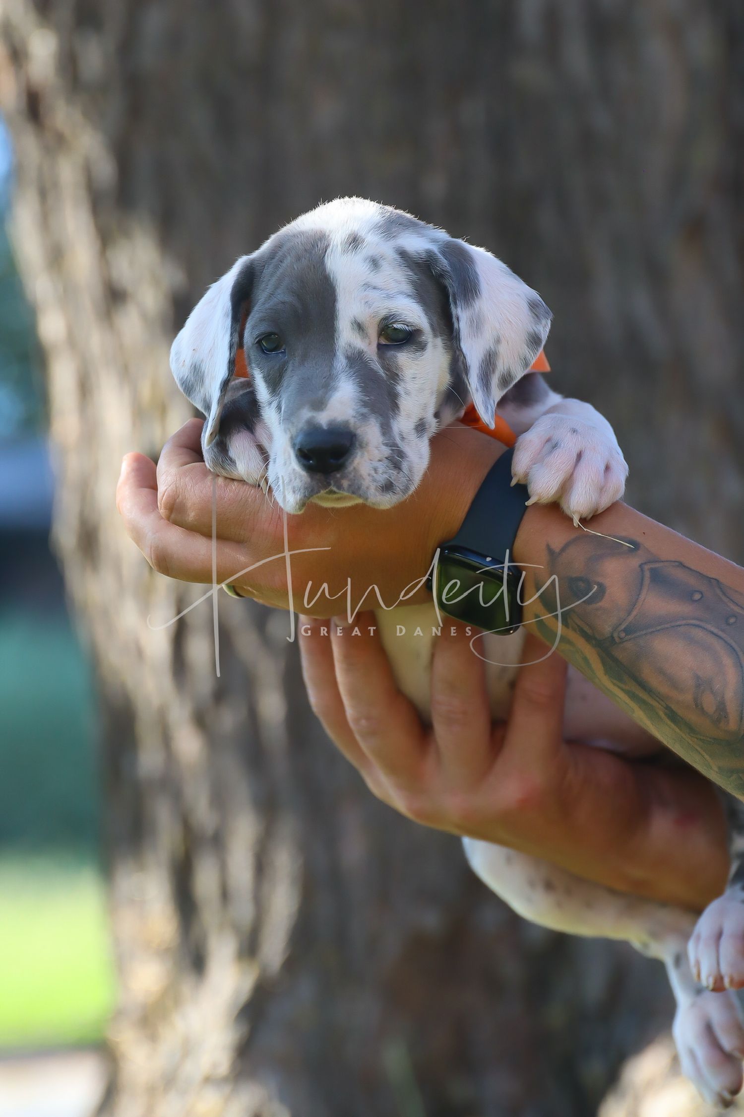 A series of close-up photos showing a tiny spotted puppy being held gently in someone's hands.