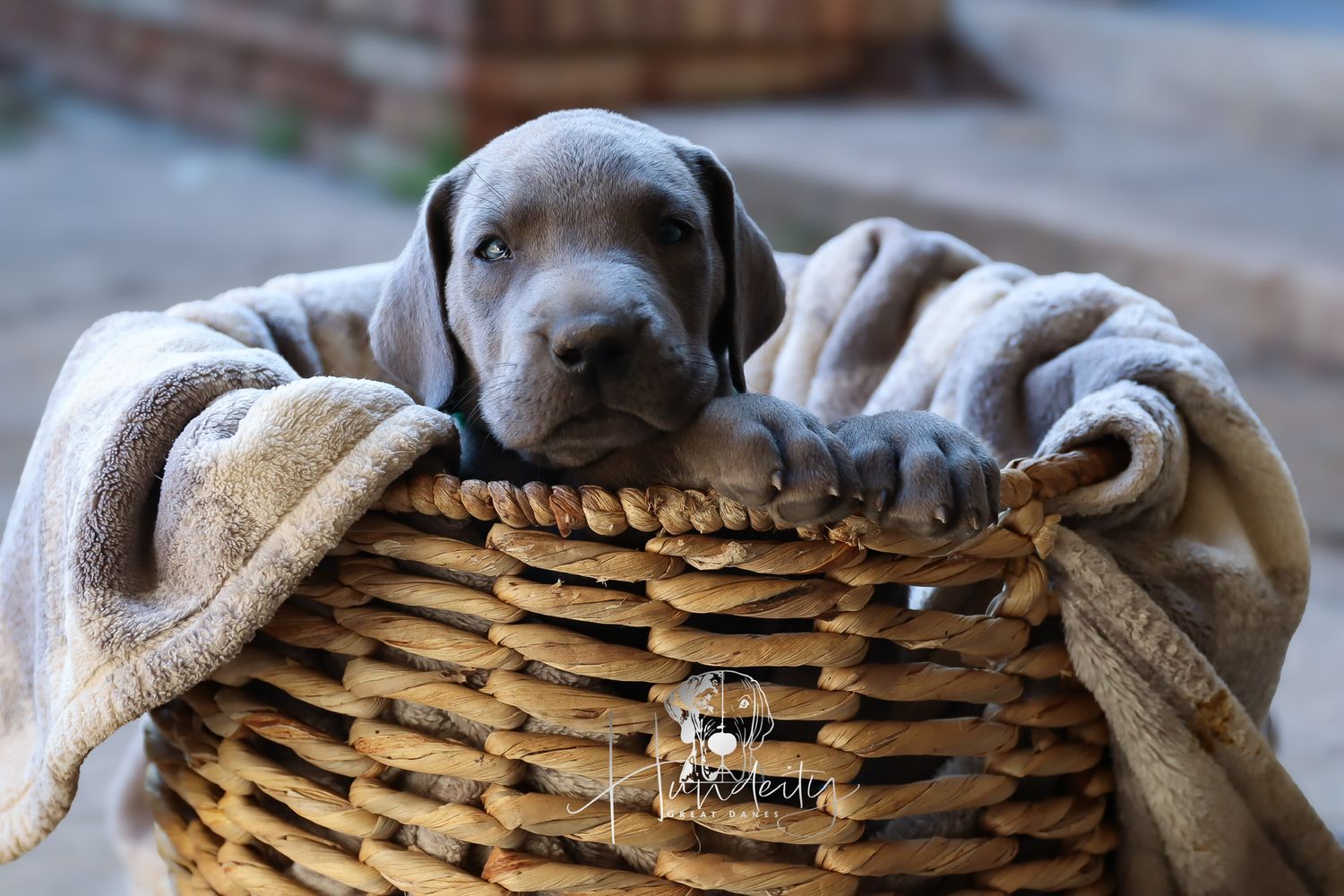 A small puppy peeks out from inside a woven wicker basket, creating an adorable hiding spot.