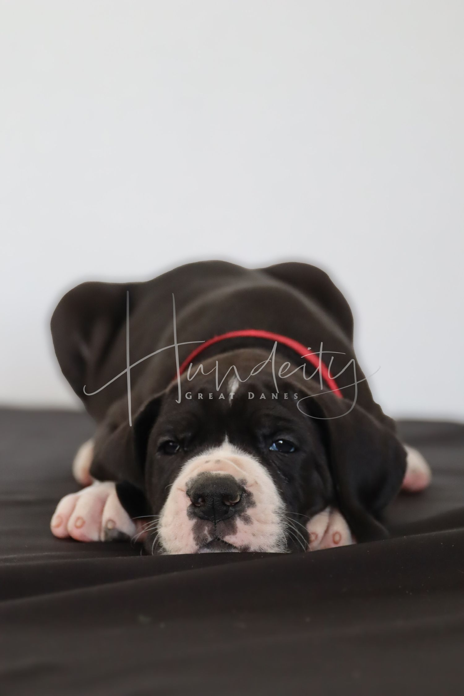 A dark-colored Great Dane puppy with white markings rests its chin on a surface, wearing a red collar.