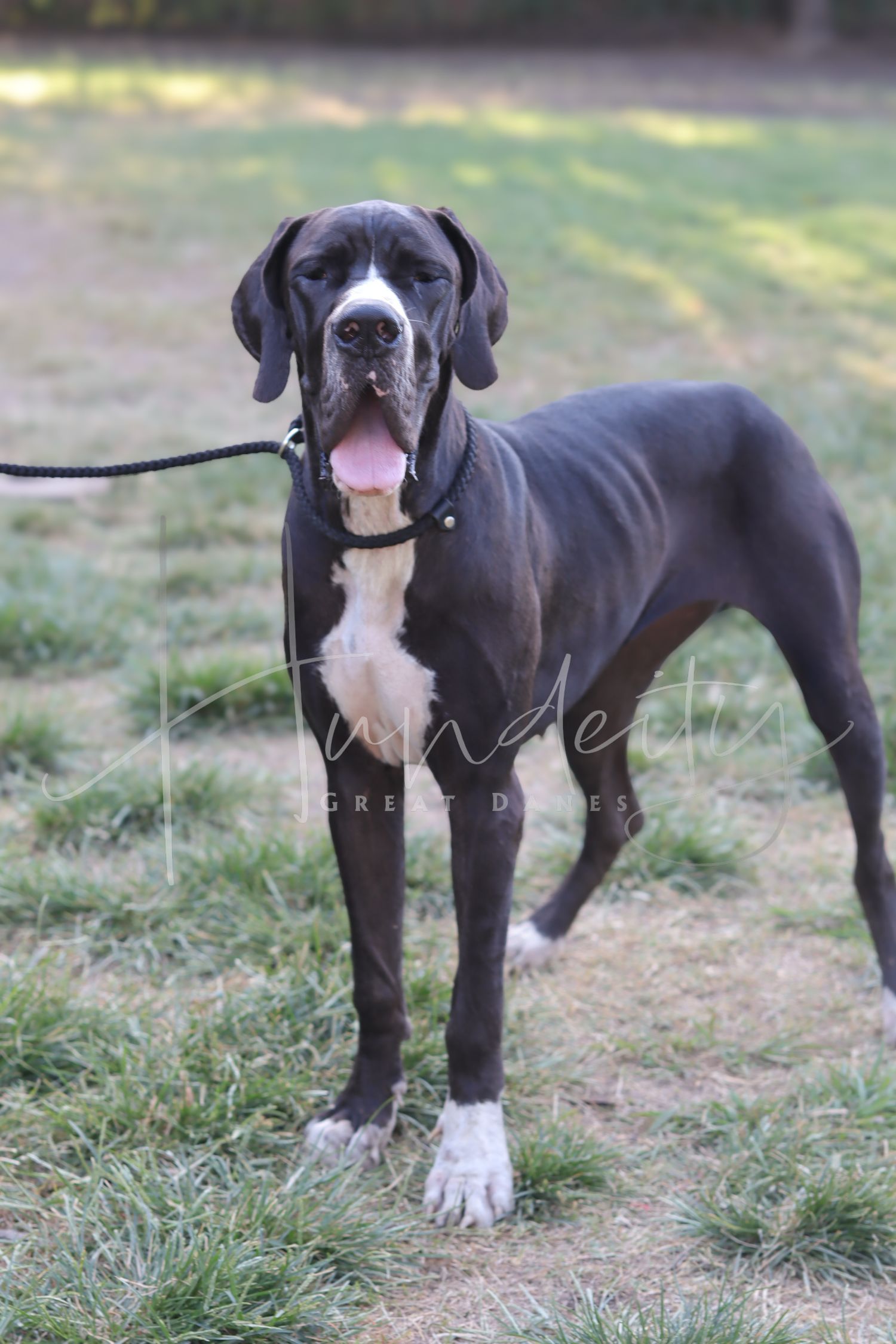A sleek black Great Dane stands on grass, tongue out, on a leash, showcasing its tall, muscular build.