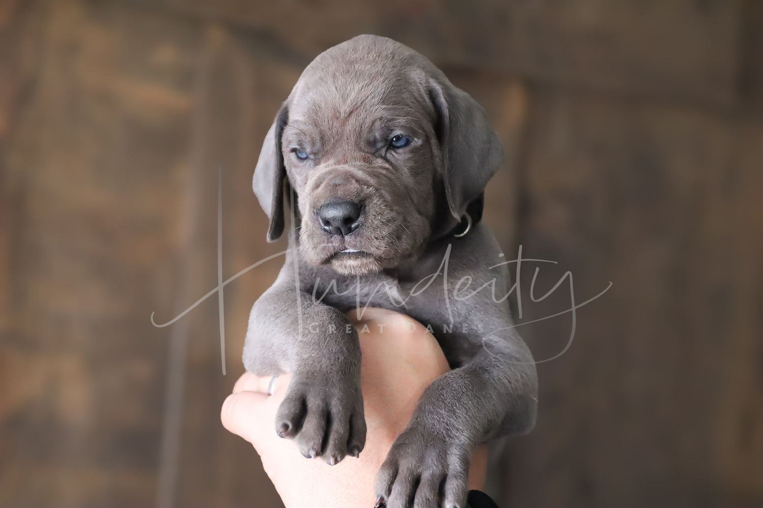 A group of adorable Neapolitan Mastiff puppies with wrinkled gray skin sitting and playing together.