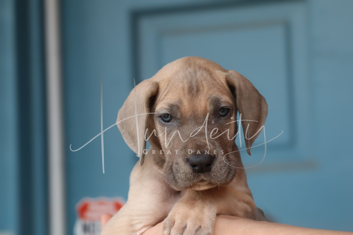 A small brown Dachshund puppy with floppy ears being held up against a blue background.