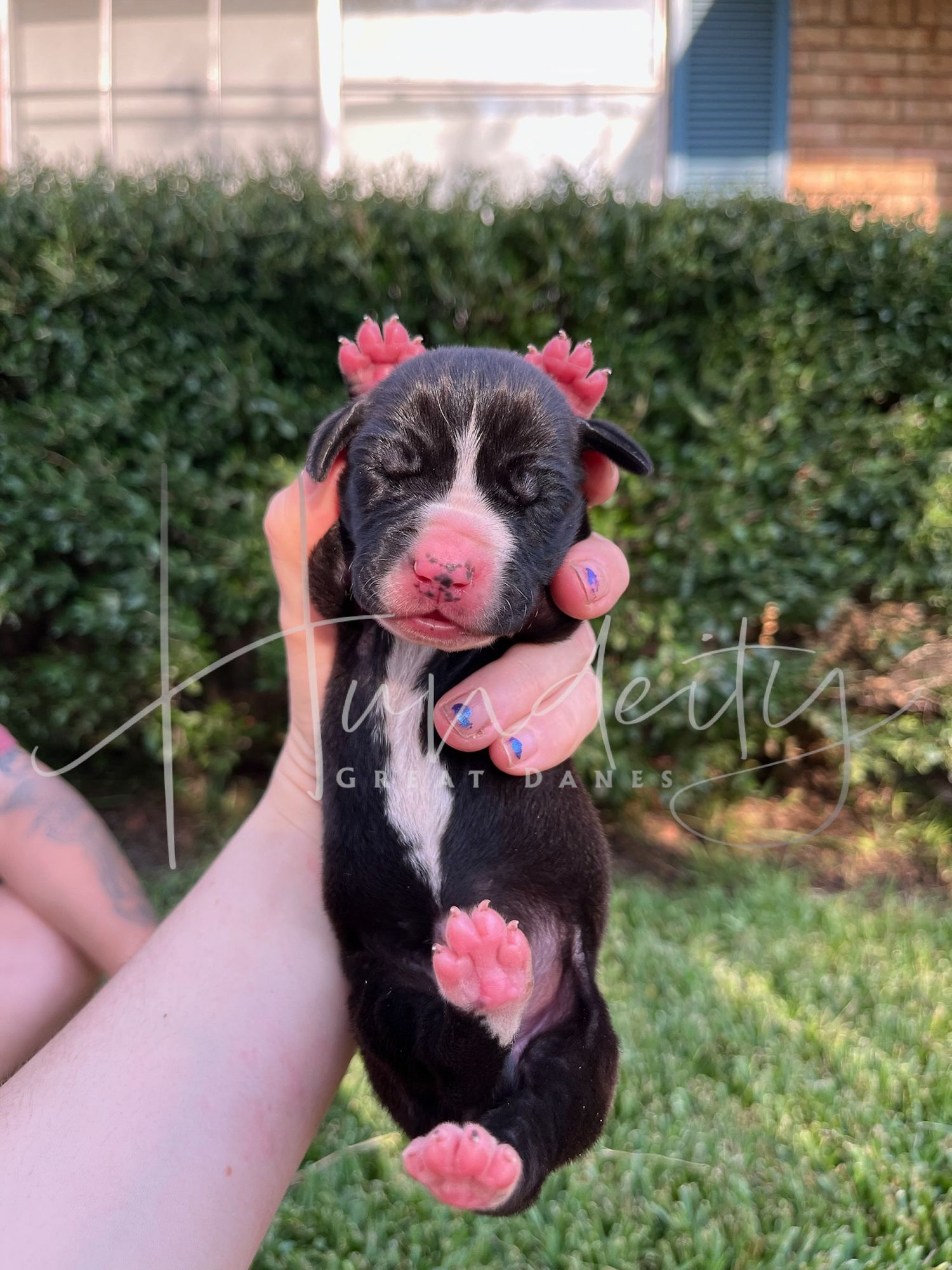A black and white puppy with pink nose and paws plays in the grass, shown in a series of connected photos.