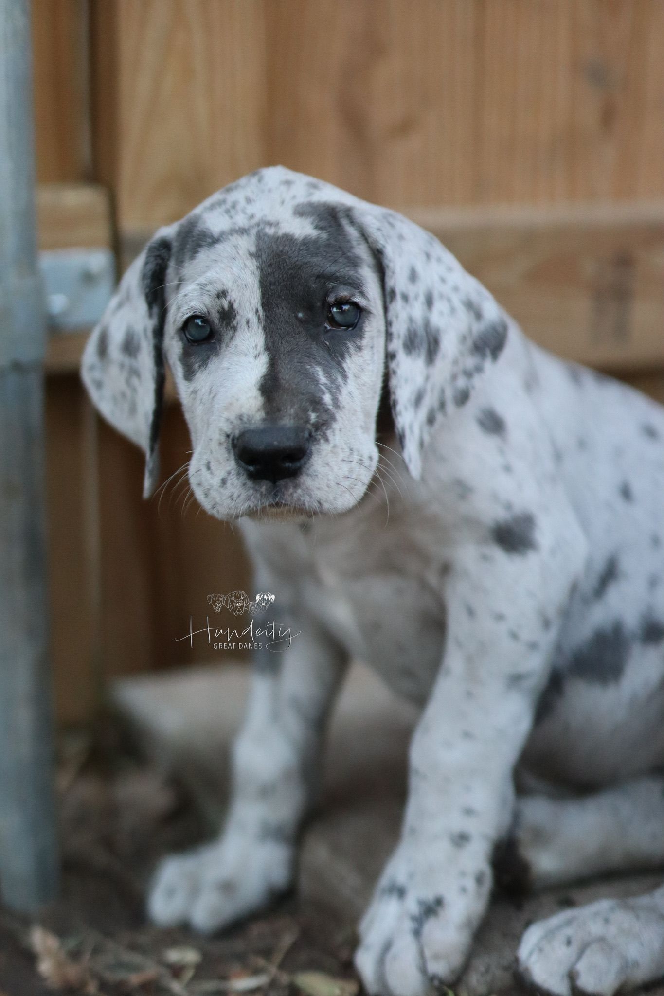 Adorable Dalmatian puppy with black spots and white fur shown in a series of close-up portraits against wooden background.