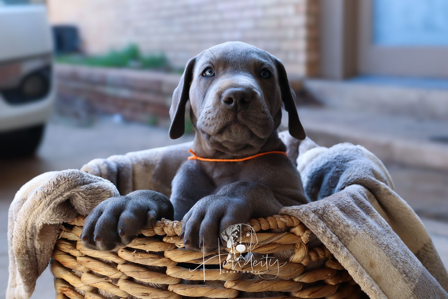 Sleepy Weimaraner puppy resting in a woven basket with paws hanging over the edge.