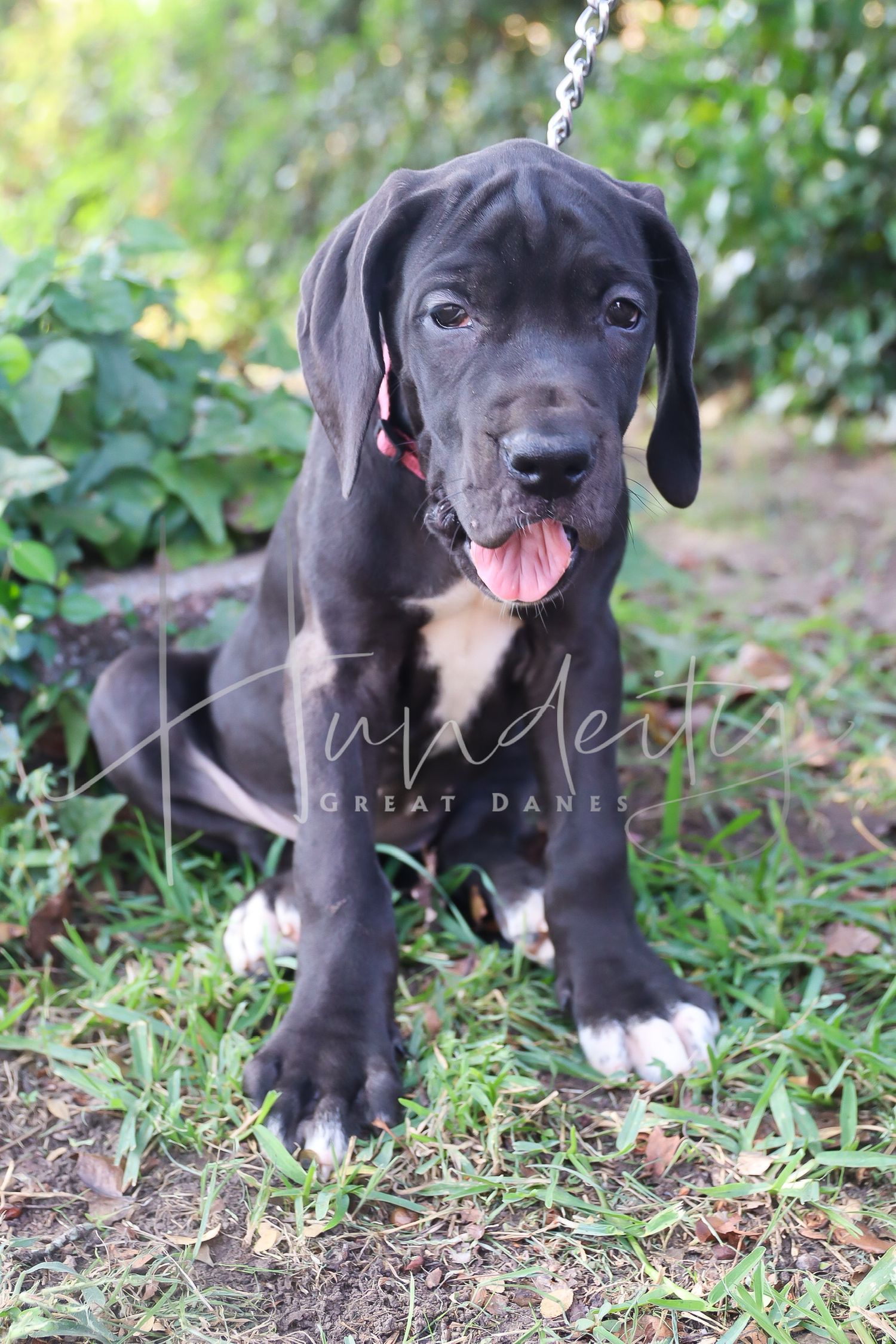 Adorable black and white Great Dane puppy playing and exploring in grass and fallen leaves.