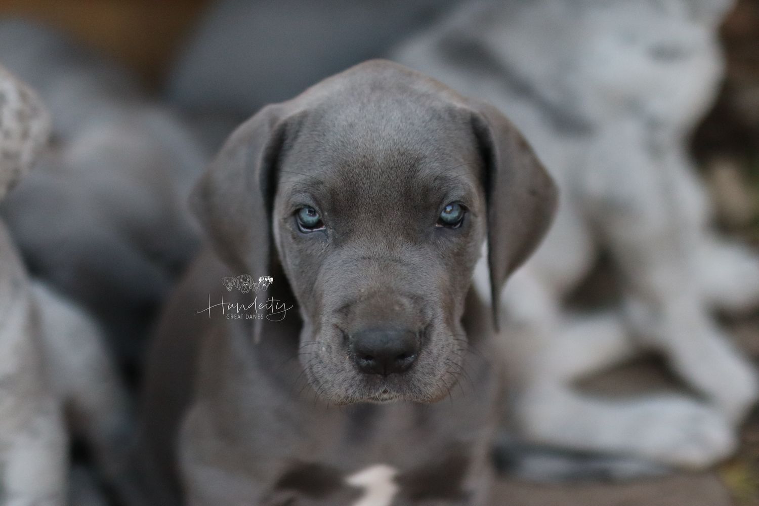 A series of close-up photos showing different angles of a blue-eyed Weimaraner puppy's face.
