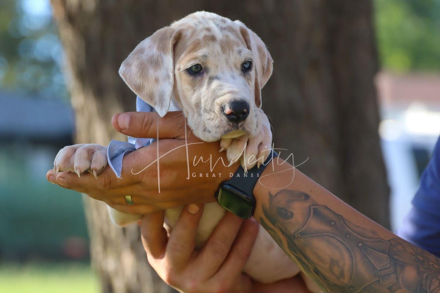 A yellow Labrador retriever puppy eagerly reaches for a french fry being offered from someone's hand.