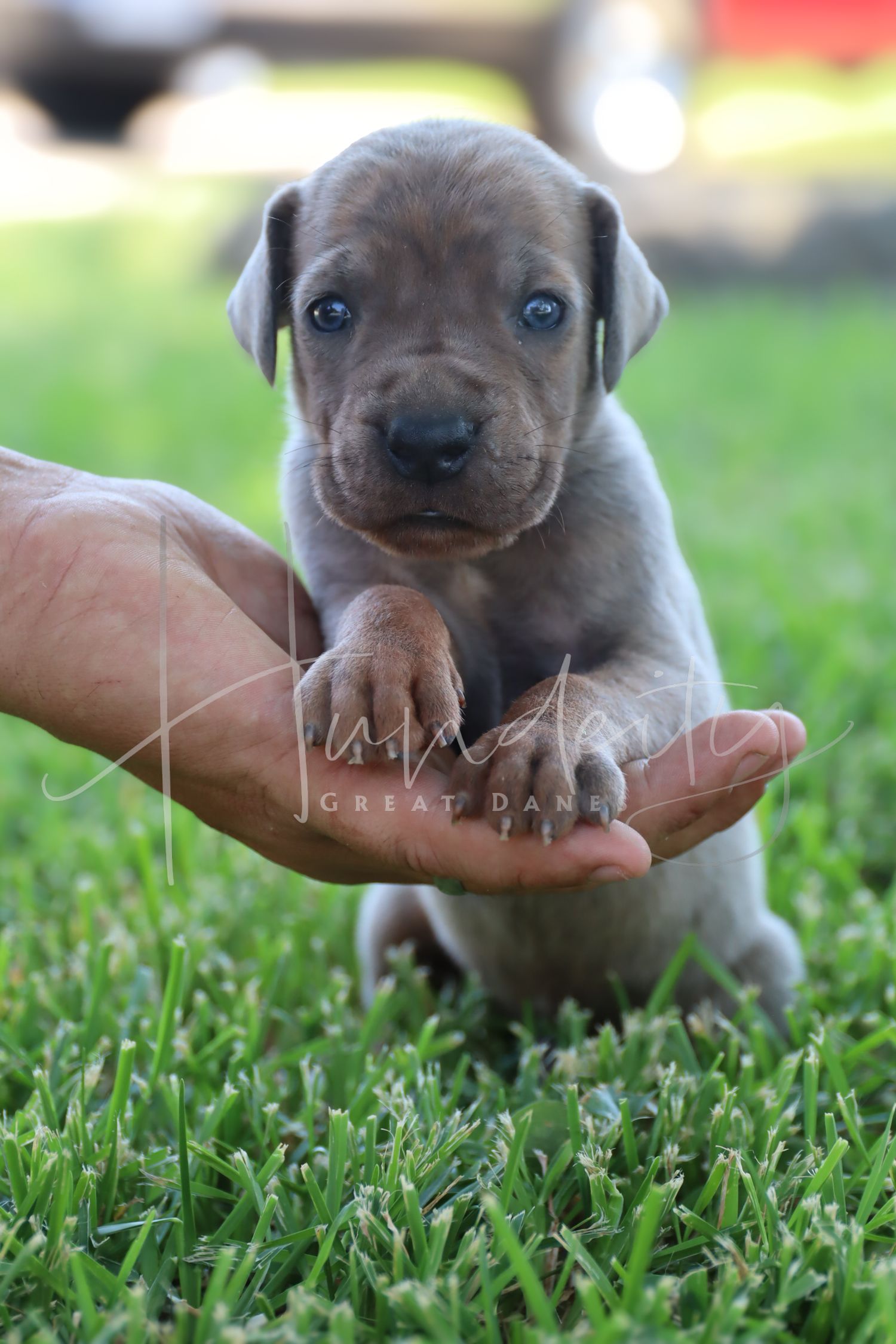 A tiny blue Great Dane puppy with blue eyes sits on green grass, supported by a human hand beneath its paws.