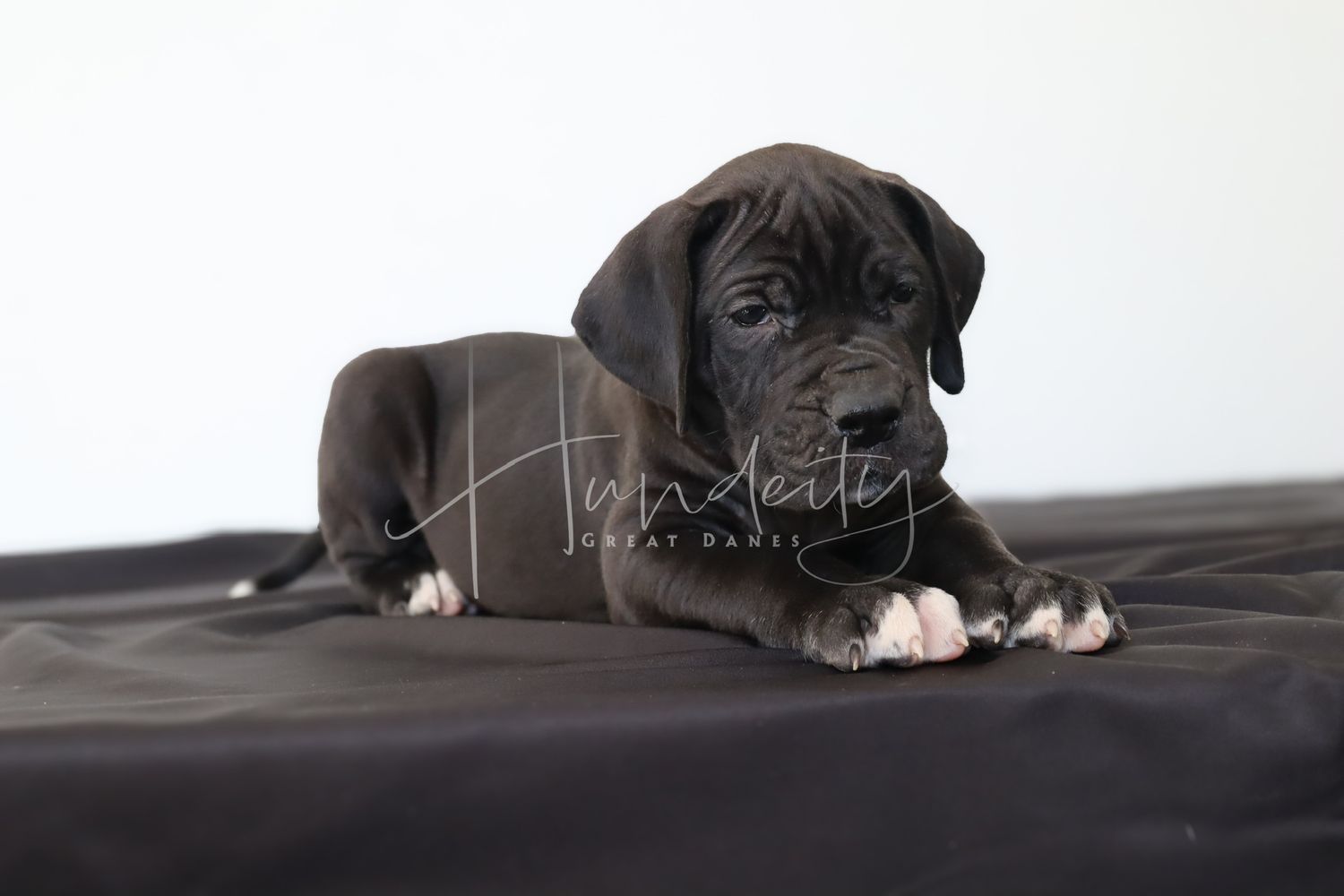 A dark gray Great Dane puppy with white paws lying on a black surface, photographed by Amadeity Great Danes.