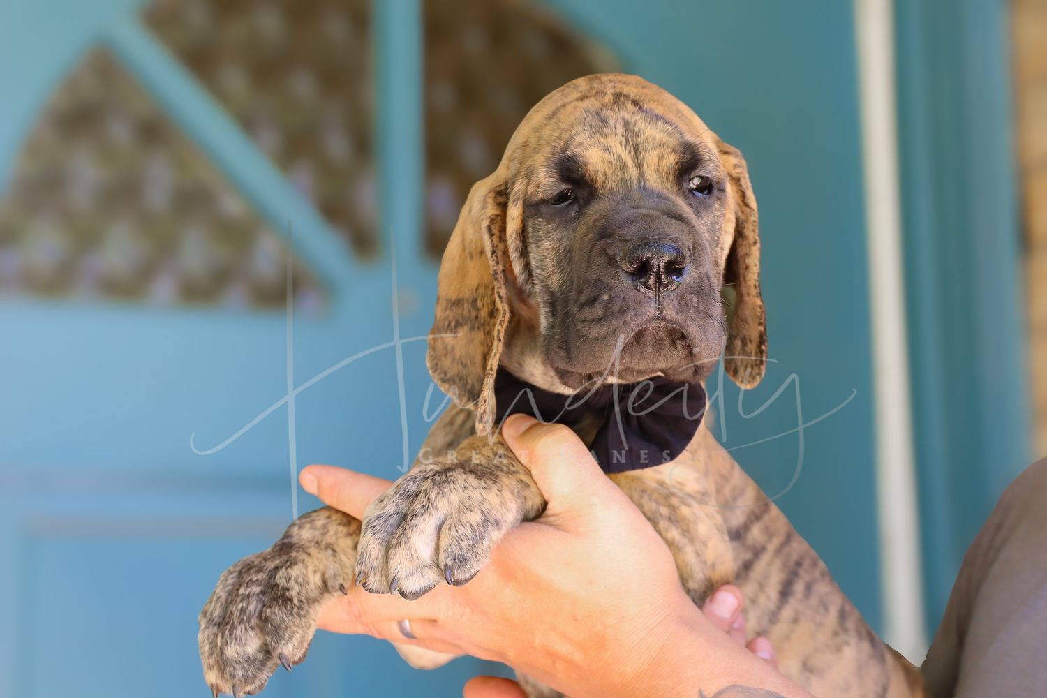 David - Brindle Male Great Dane