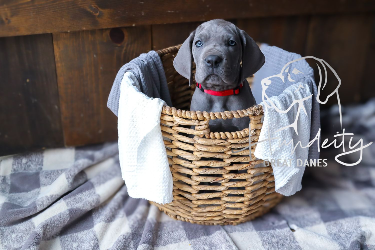 Diesel - Blue Male Great Dane