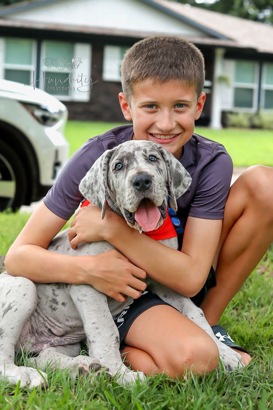 Hagrid - Blue Merle Male Great Dane