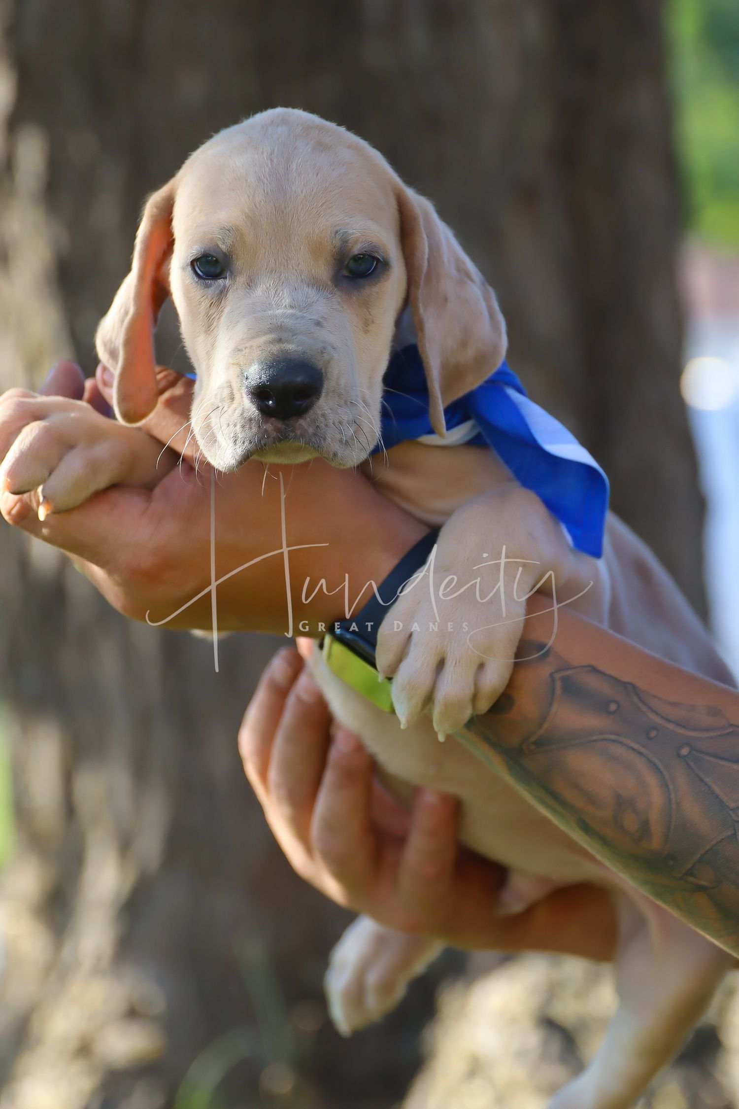Small yellow Labrador puppy wearing a blue collar being held gently in someone's hands outdoors.