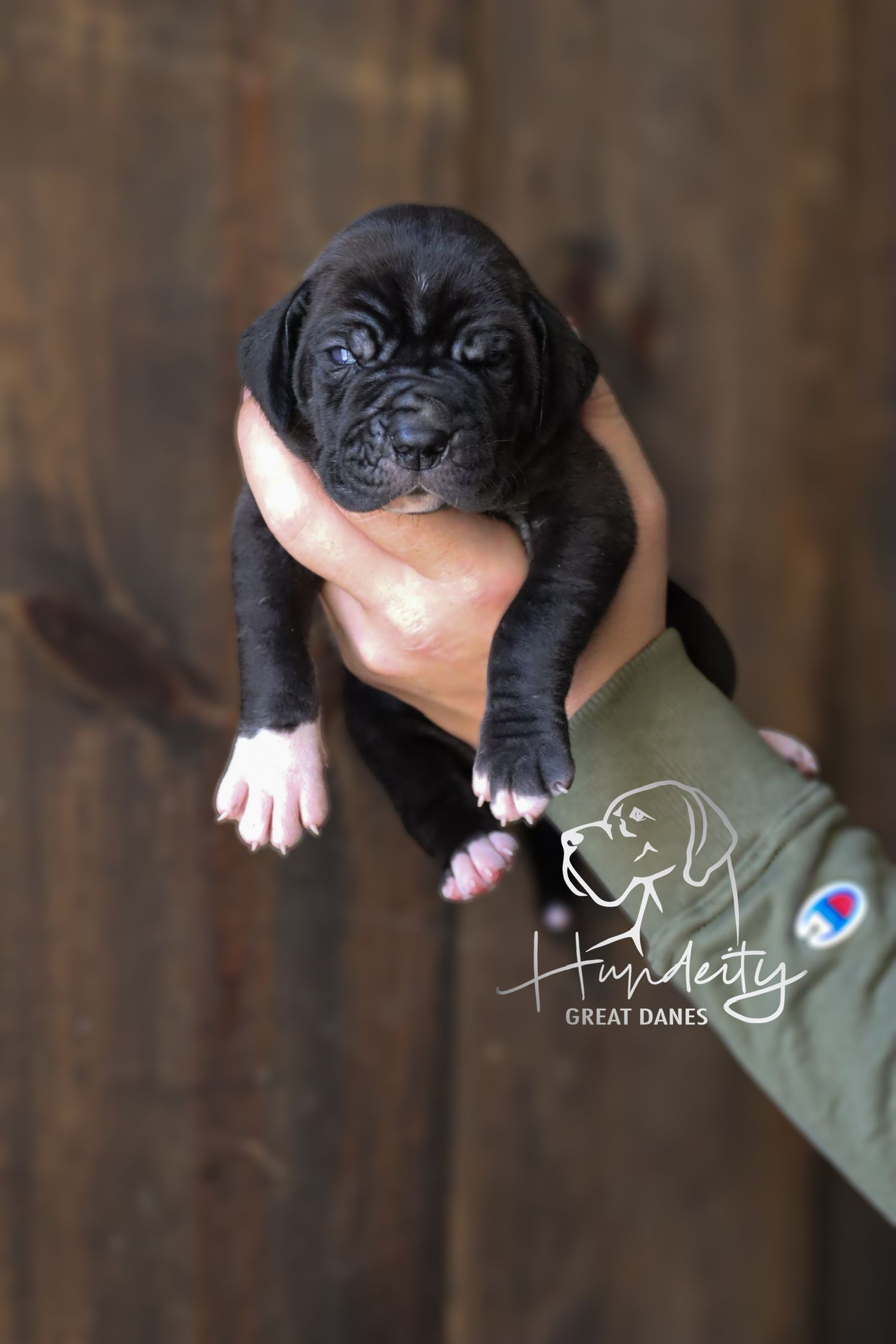 A tiny black Great Dane puppy being held in one hand against a wooden background.