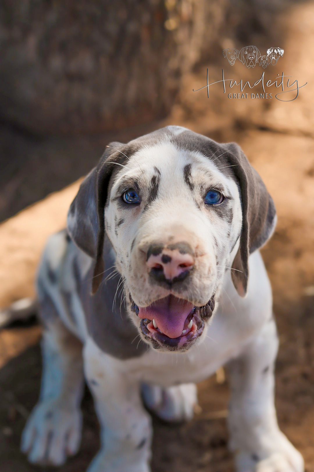 Apollo - Blue Harlequin Male Great Dane