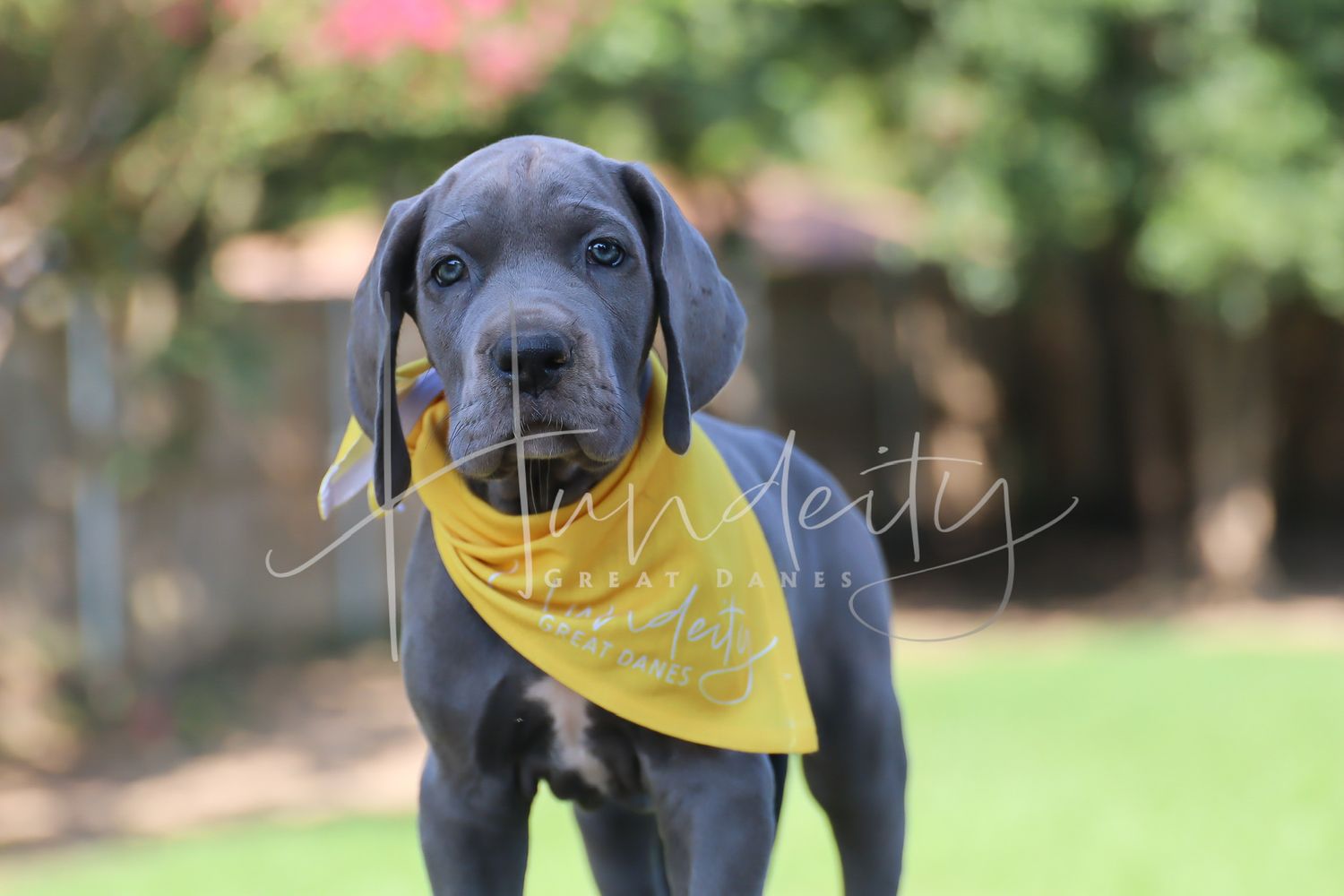 A black Labrador puppy wearing a yellow bandana stands attentively in a garden setting.
