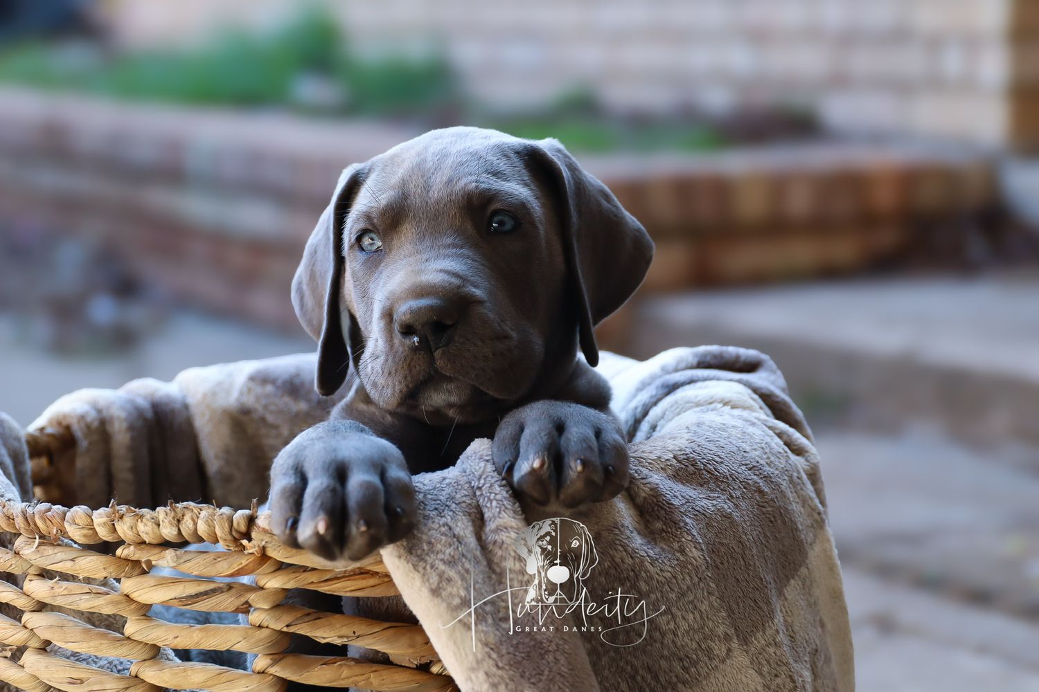 Adorable chocolate Labrador puppy resting its head on a large bone toy with a blurred outdoor background.