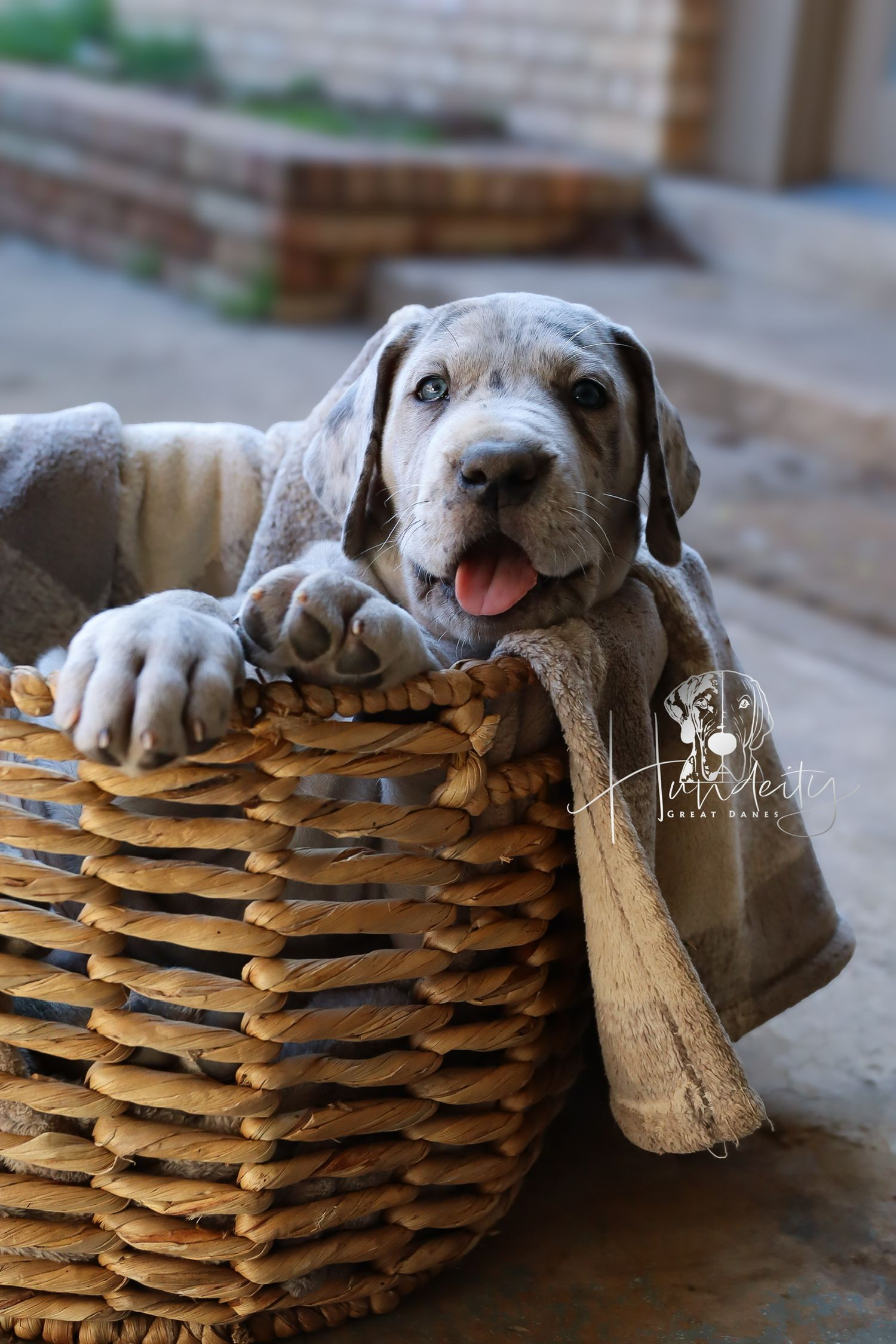 Cute gray dog peeking out from behind stacked wooden planks, showing playful expression and paws.