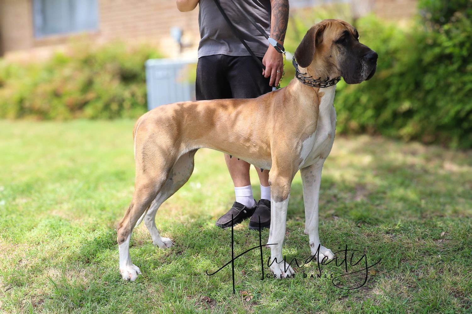 A large fawn Great Dane dog standing on green grass beside a person wearing shorts and white socks outdoors.