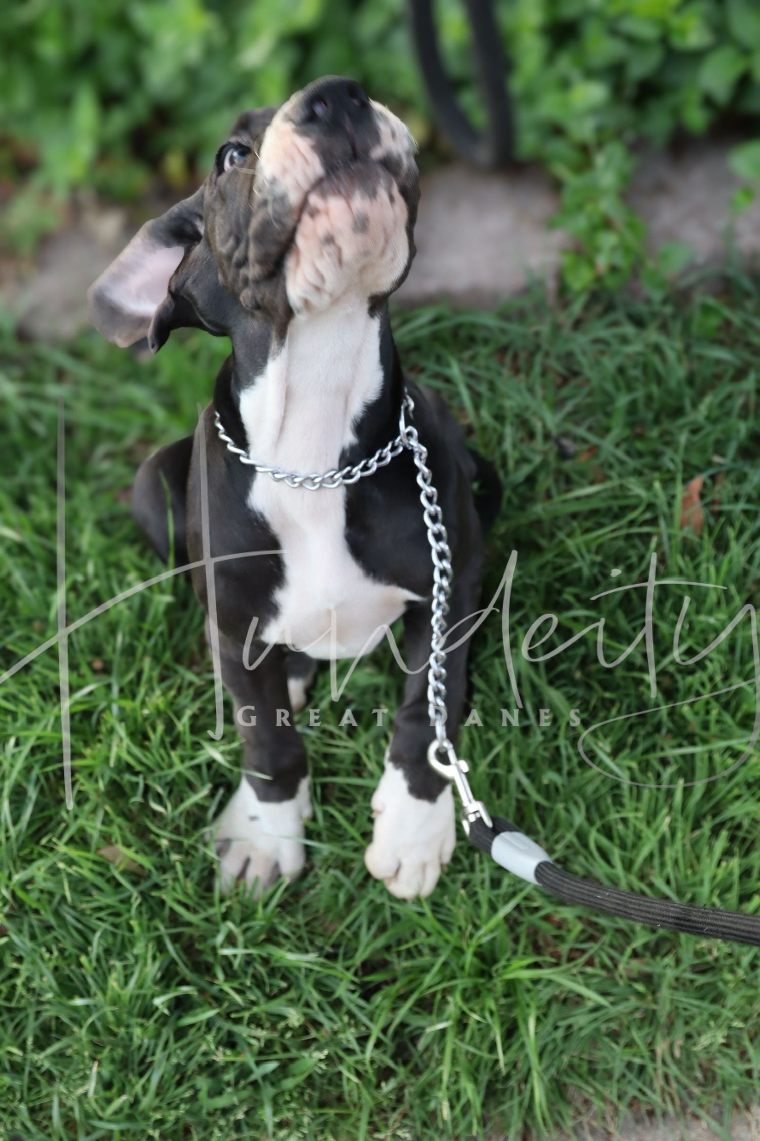 A Great Dane puppy on a chain leash sits in green grass, looking up curiously with floppy ears and a dark brindle coat.