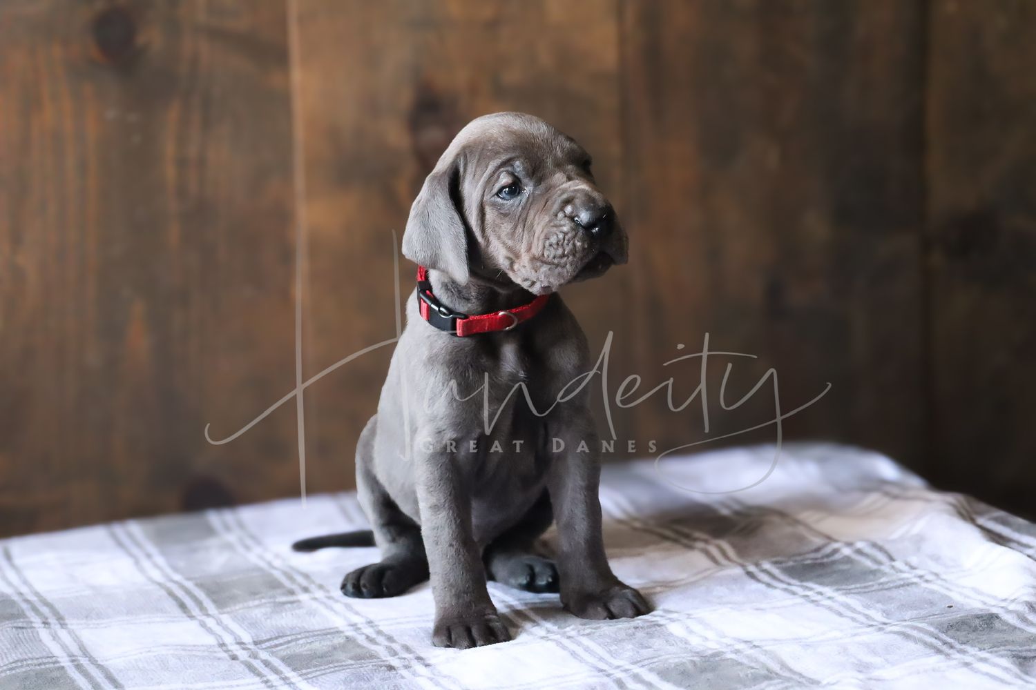 A series of seven photos showing a small grey puppy sitting on a wooden floor in different poses.