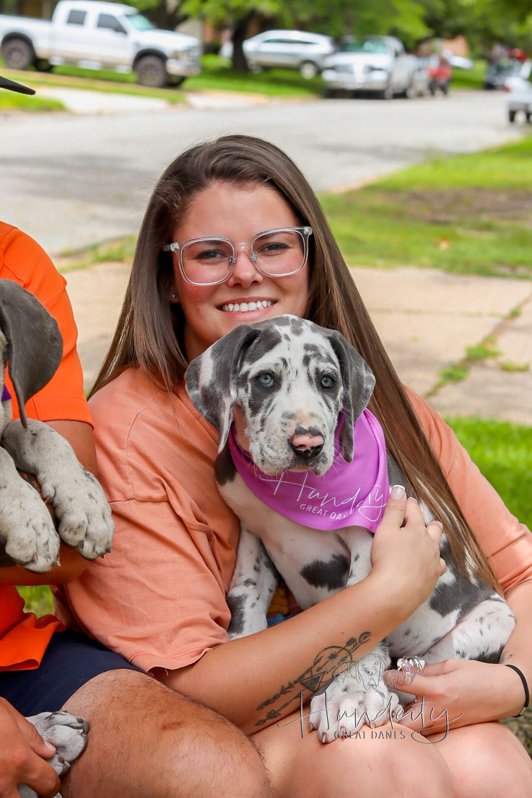 Lainey - Blue Harlequin Female Great Dane