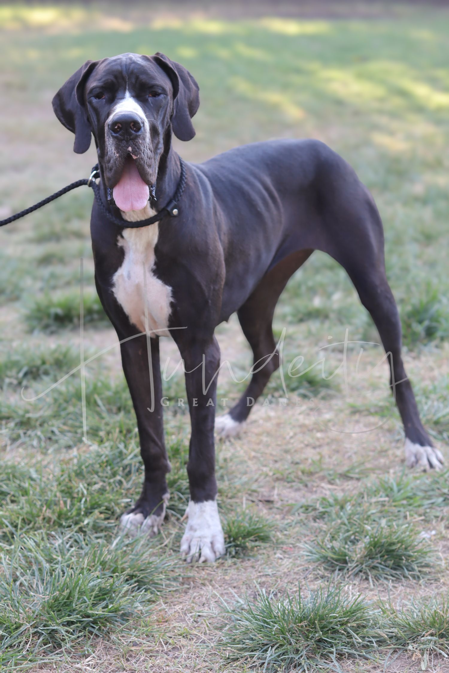 A large black and white Great Dane dog standing on green grass on a leash with tongue out.