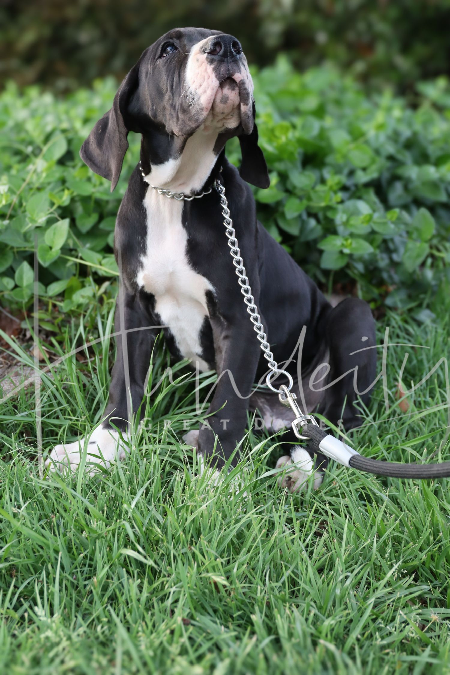 Black and white Great Dane puppy sitting in green grass on a chain leash, looking upward curiously.