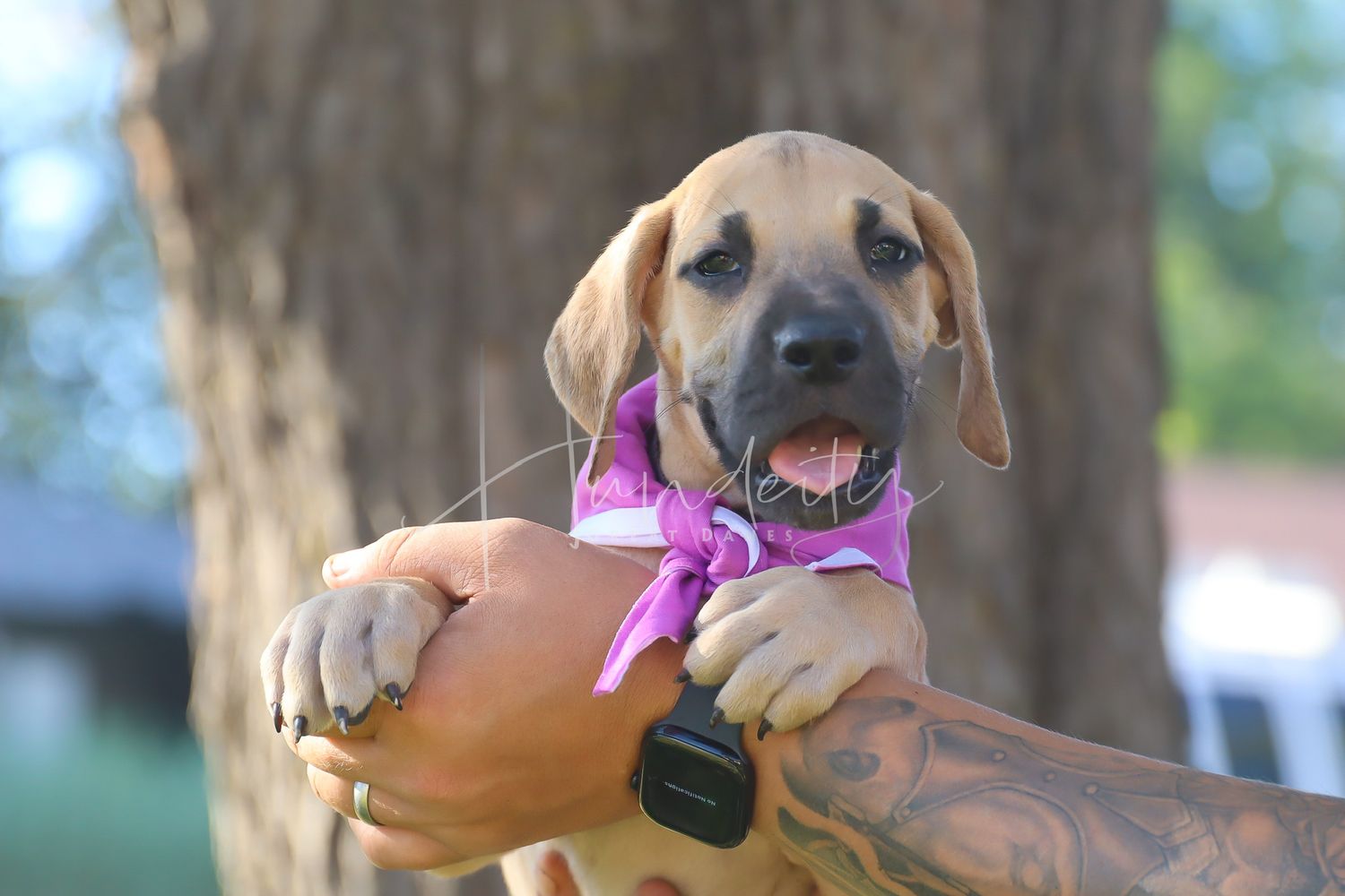 Four photos showing a happy golden retriever puppy wearing a pink bow tie in an outdoor setting.