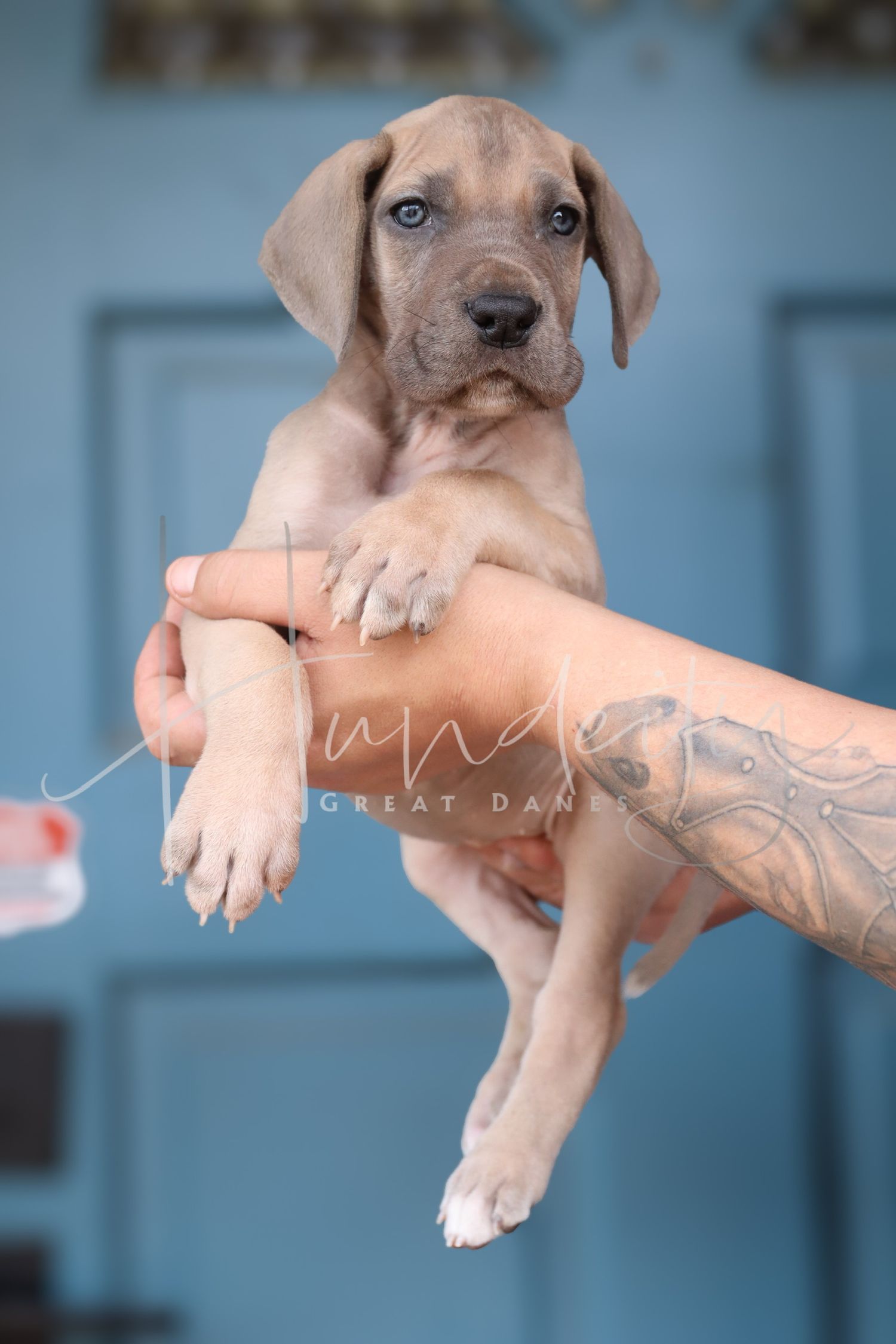 A Great Dane puppy with gray-blue coat being held by tattooed arms against a blue background.
