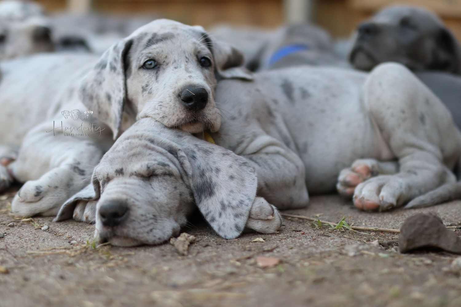 Sleeping white spotted Dalmatian puppies lying together in a cozy row on the ground.