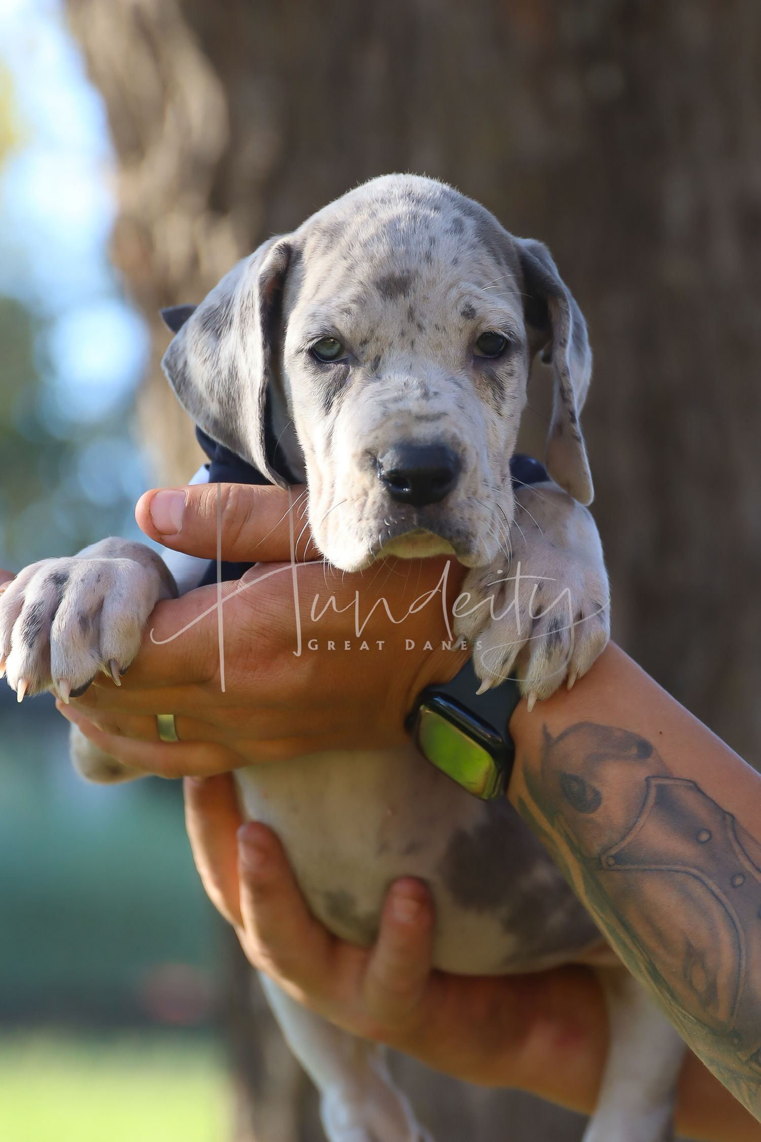 A close-up series of photos showing a spotted puppy being held in tattooed hands against a blurred outdoor background.