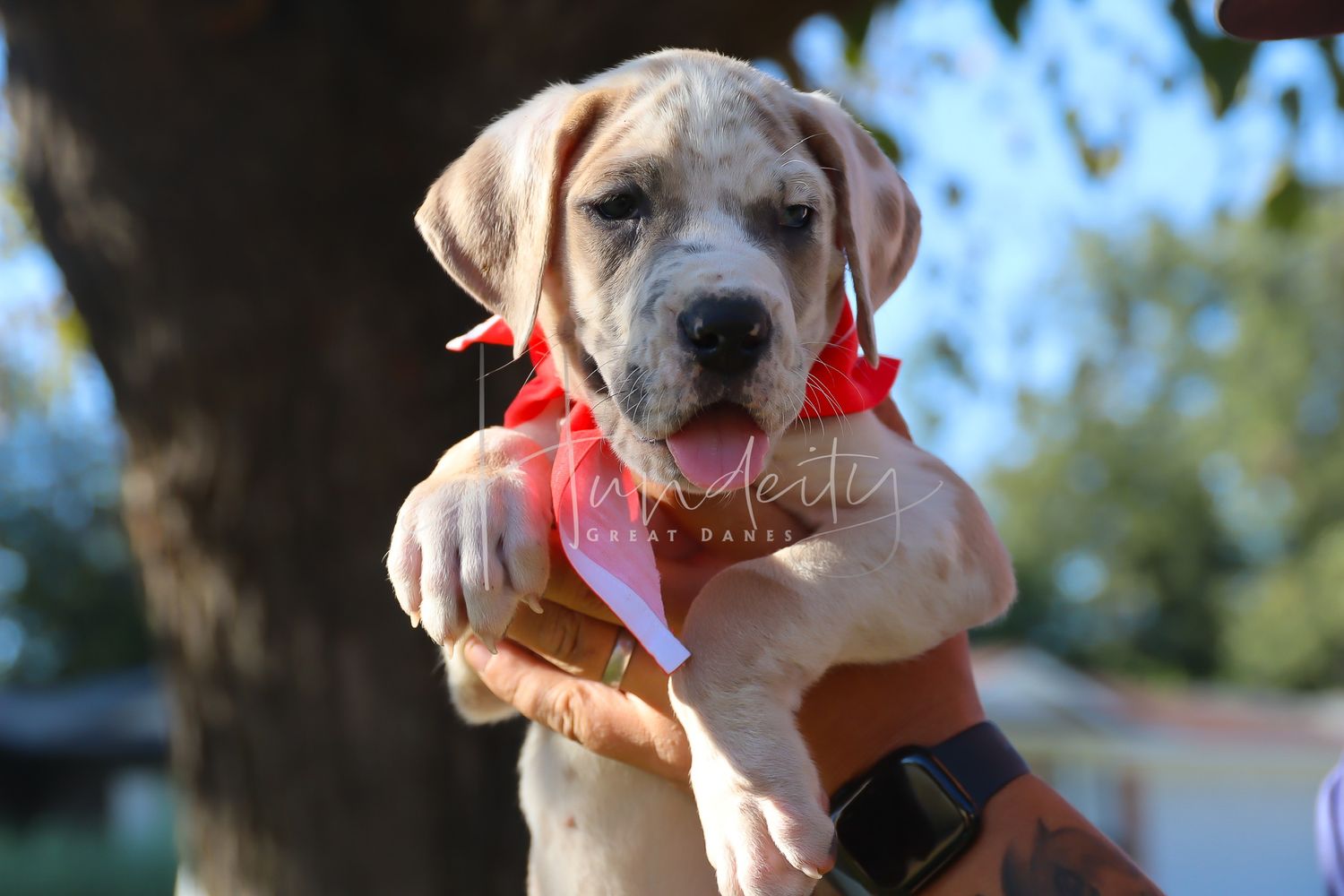 A yellow Labrador retriever wearing a red bandana smiles at the camera in an outdoor setting.
