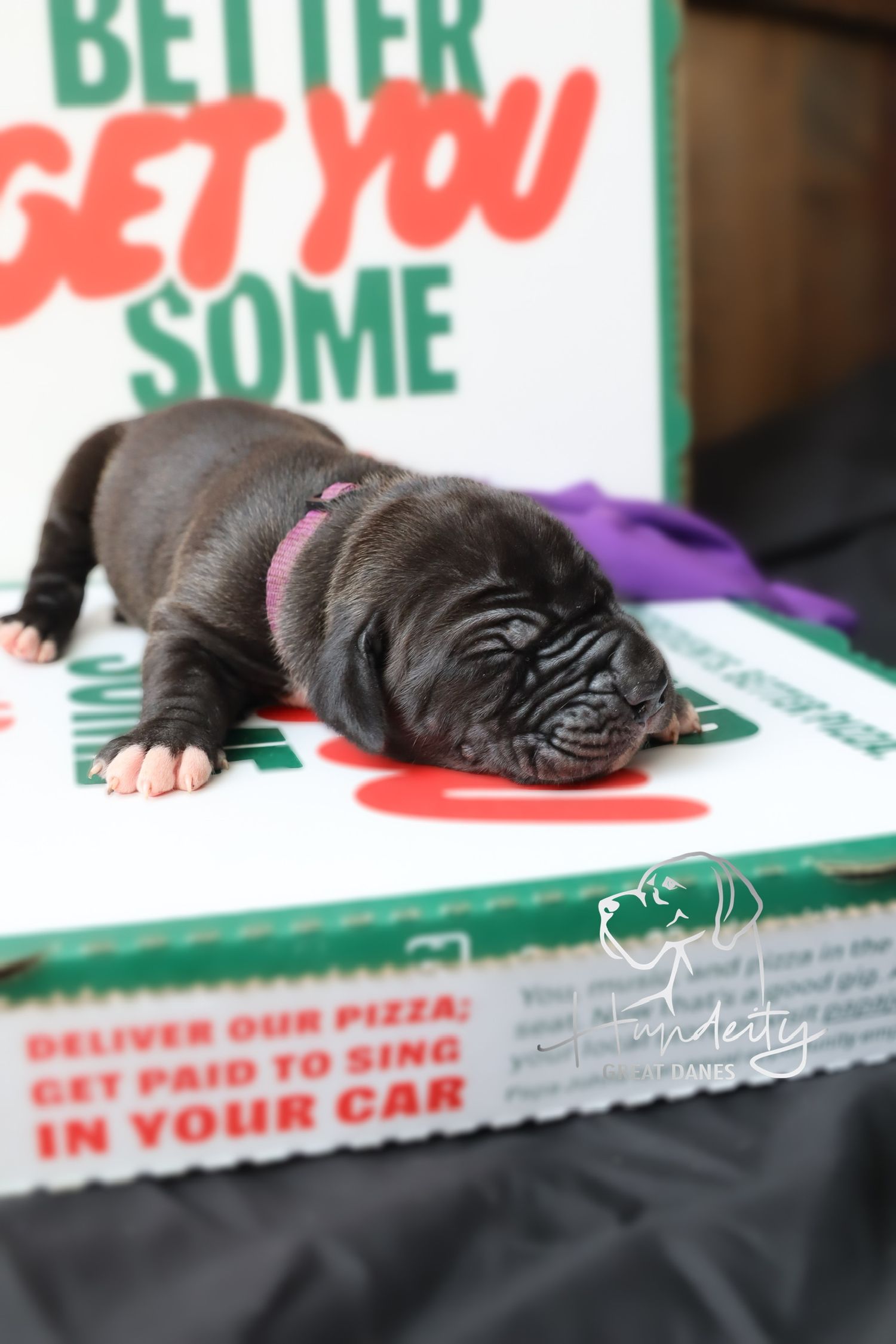 A tiny newborn dark-colored puppy sleeping on a pizza box, wearing a small pink collar.