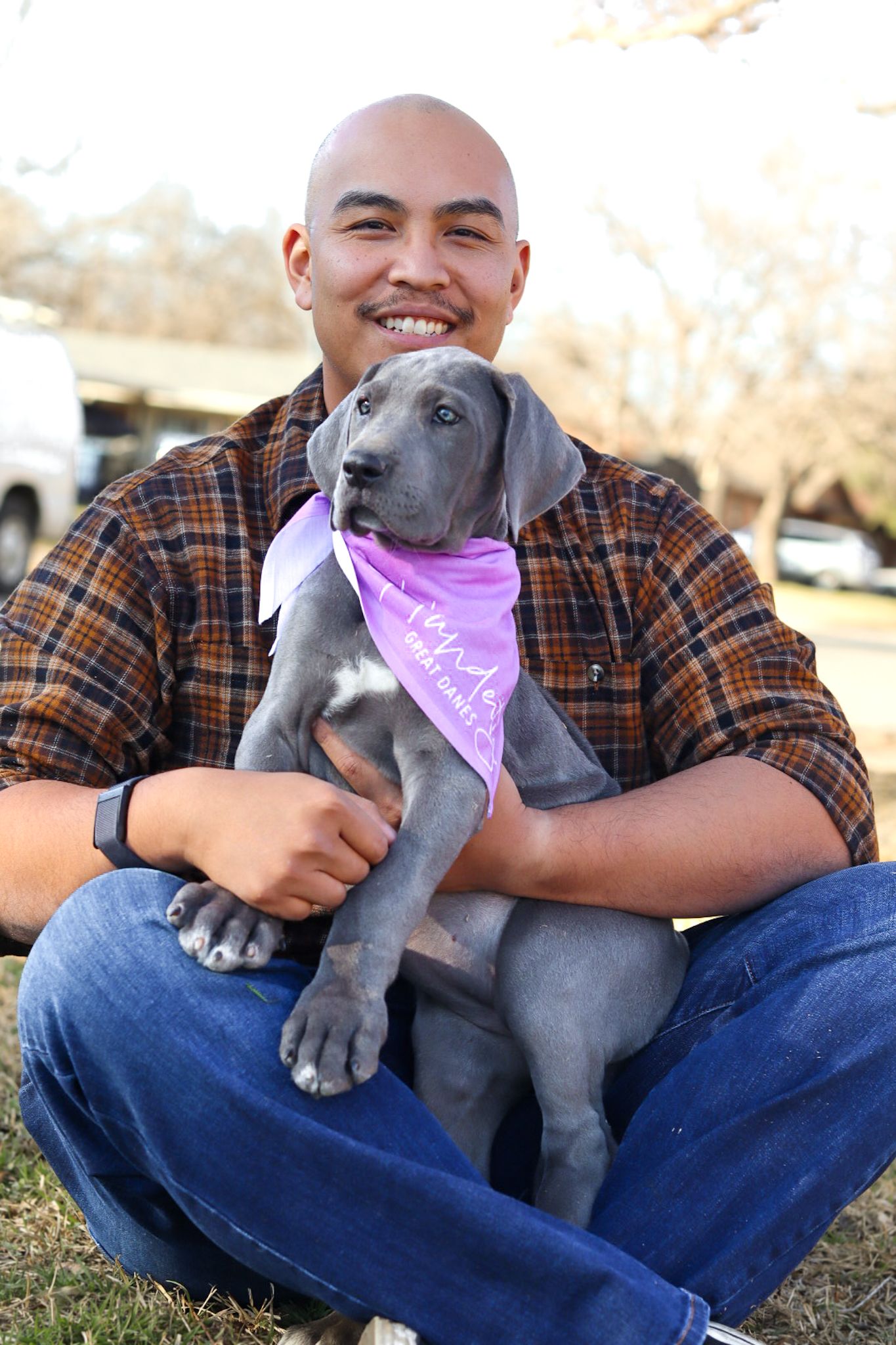 Bella - Blue Female Great Dane