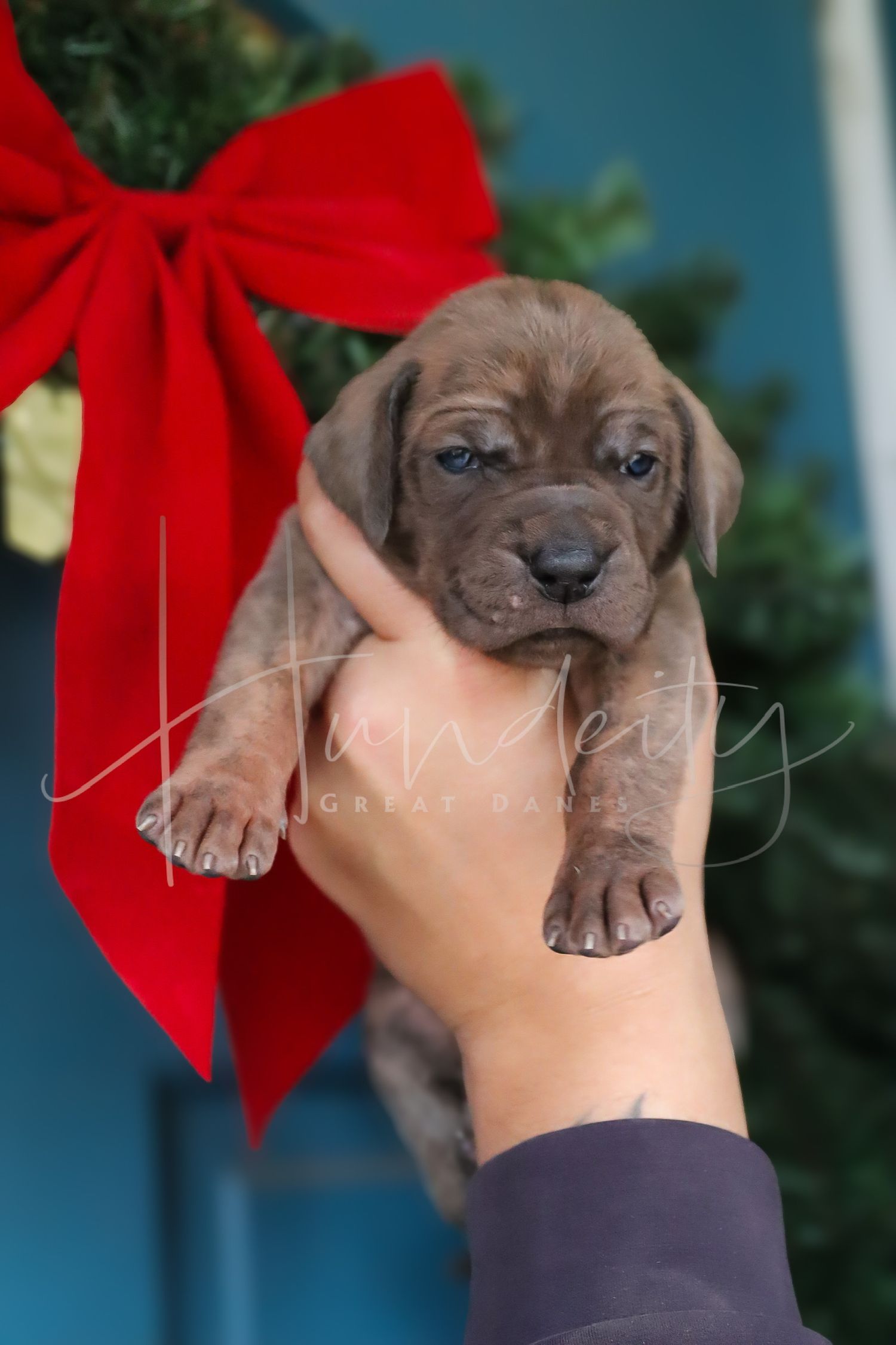 A chocolate brown puppy with wrinkled features being held up against a blue sky background with red holiday bows.