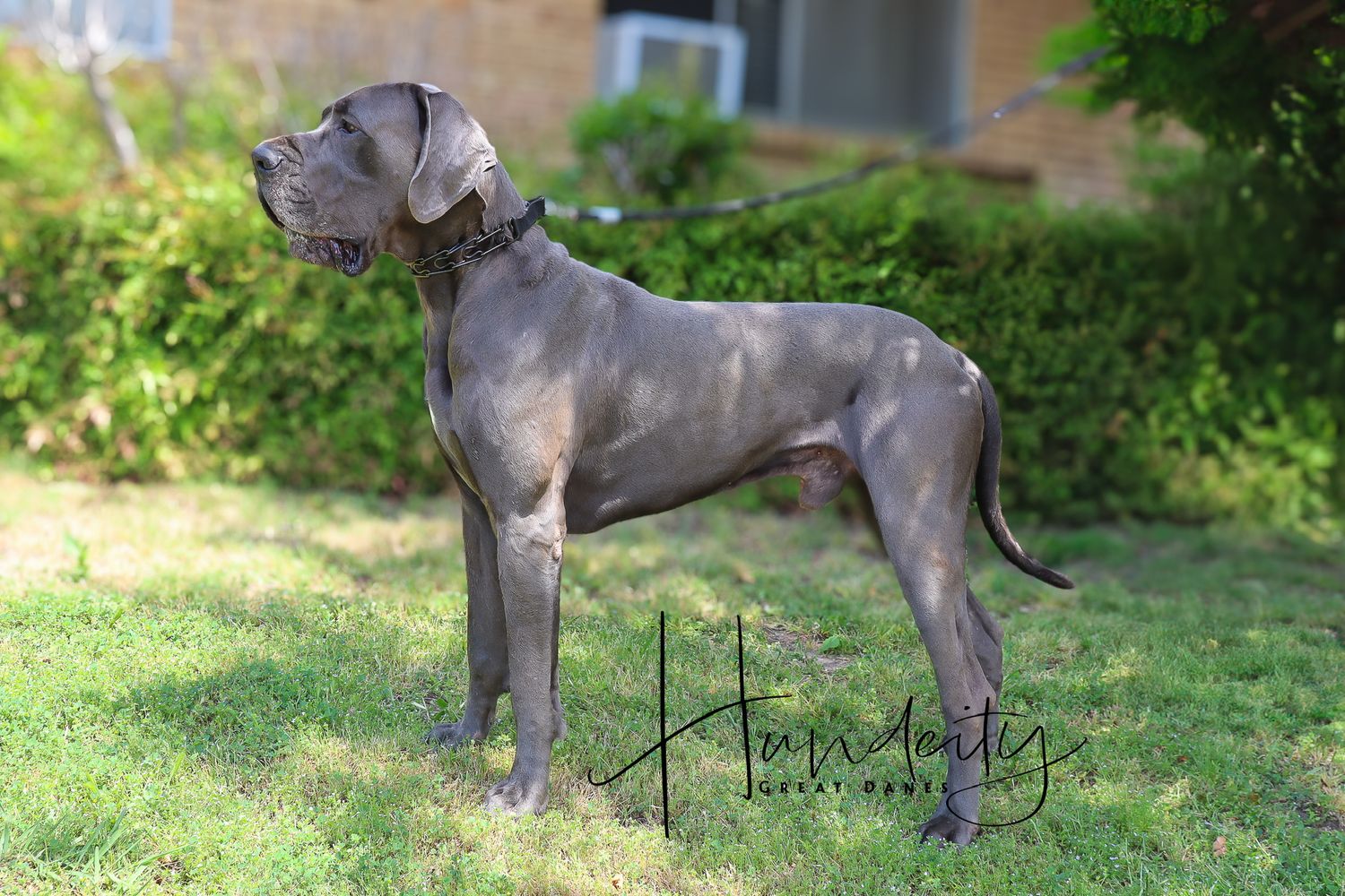 A gray Great Dane stands elegantly in a garden setting with green foliage.