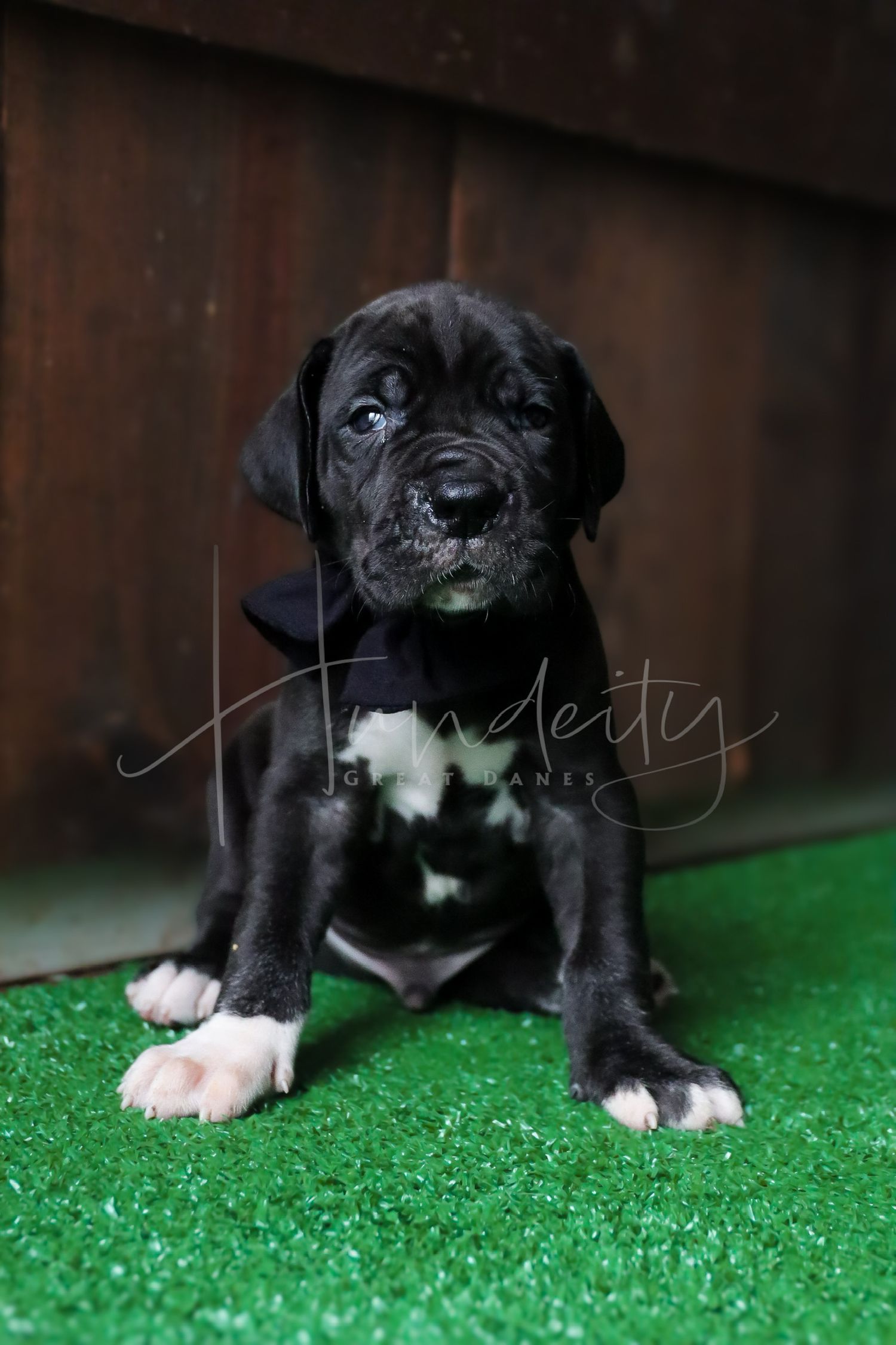 Black Great Dane puppy with white markings sitting on green turf, wearing a bow tie.