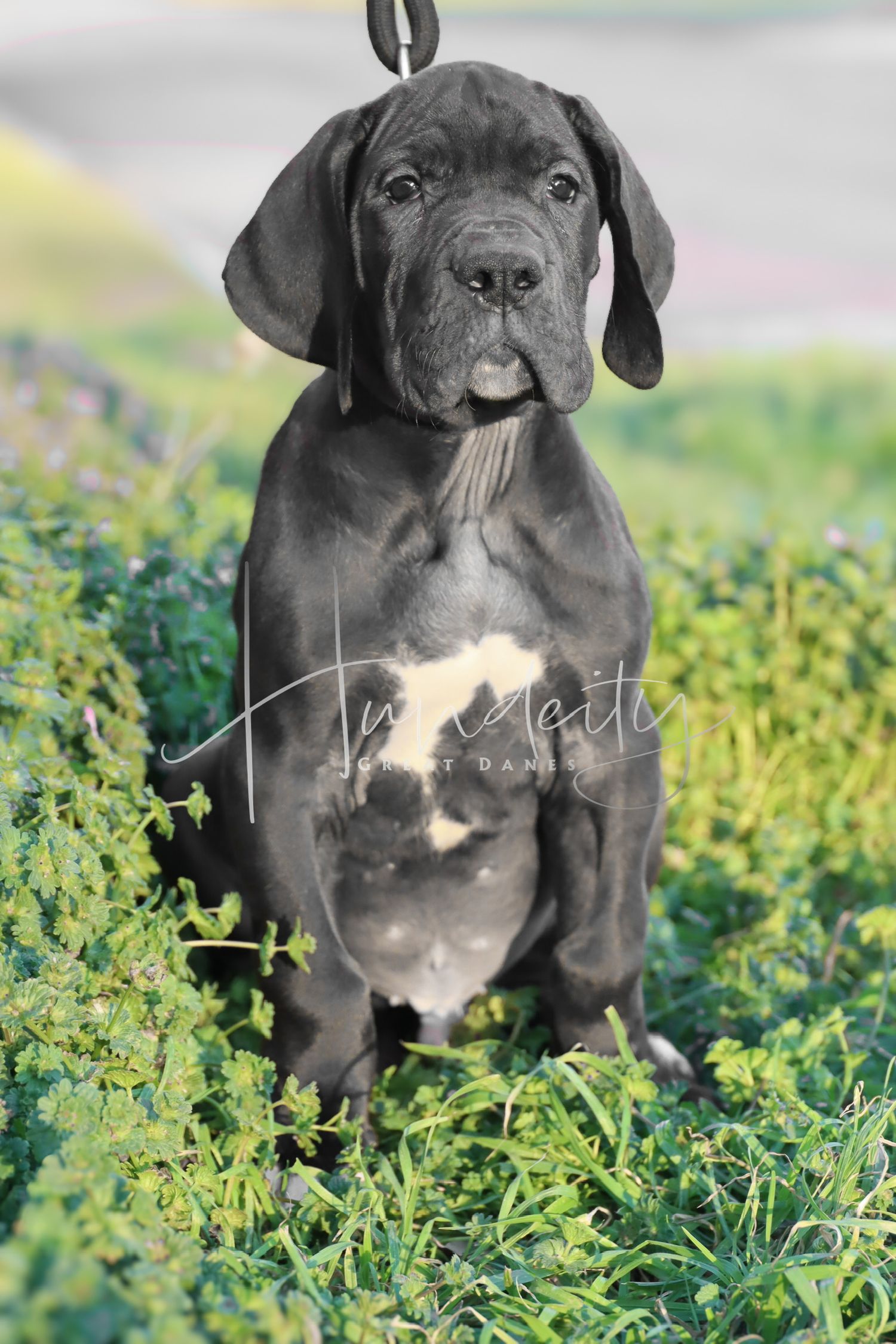 A blue Great Dane puppy sits among green foliage, showing a white chest patch and floppy ears.