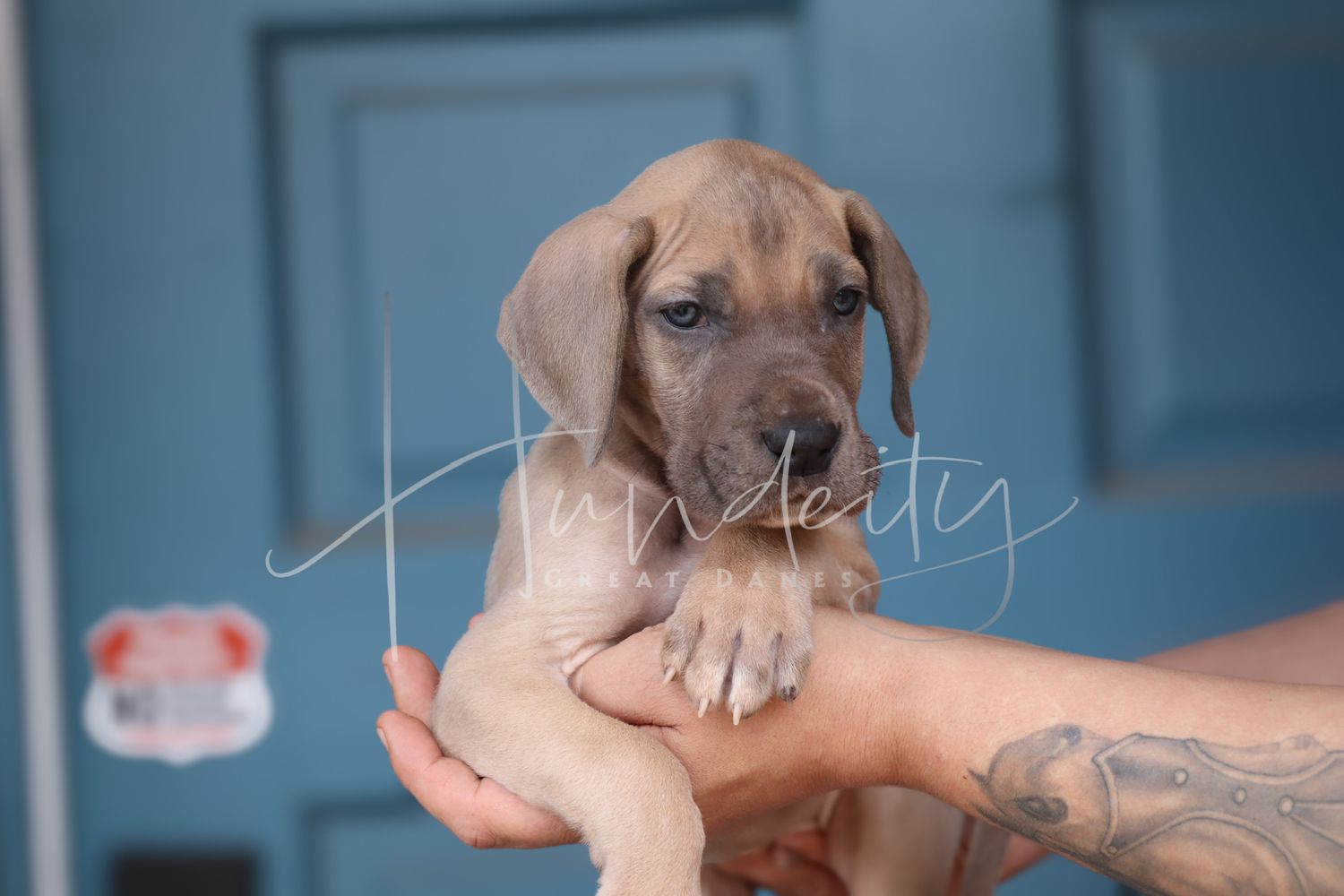 A small brown Dachshund puppy being held in someone's hands against a blue background.