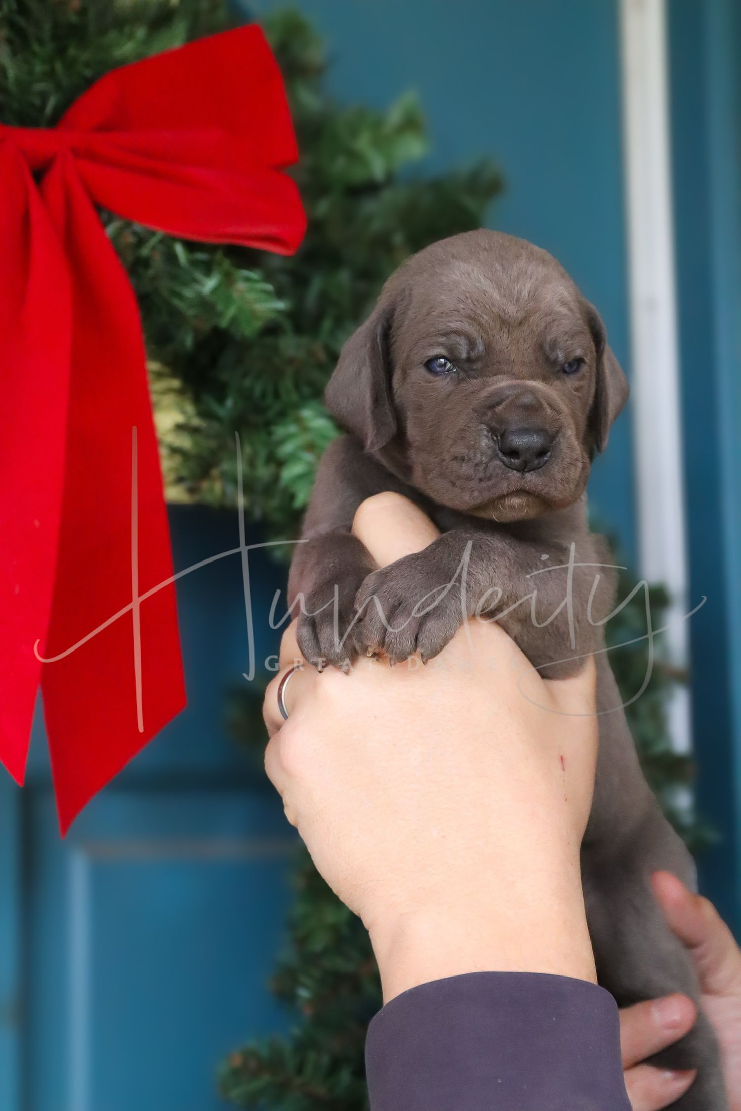 Chocolate Labrador puppy wearing a red bow being held against a blue wall with greenery in background.