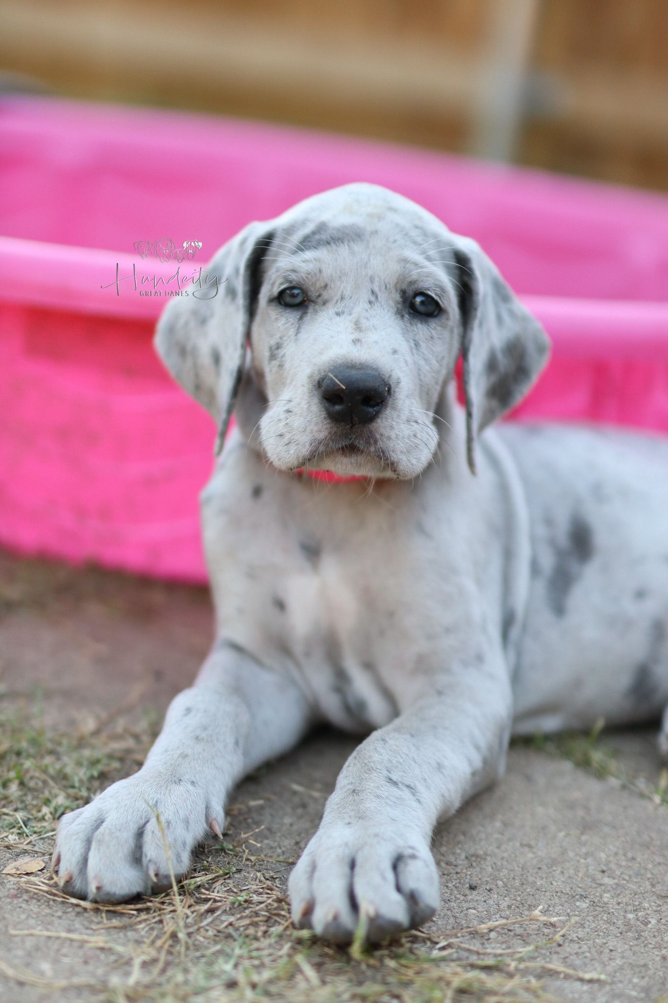 An adorable white and gray spotted puppy lying on the ground with a pink background visible behind it.