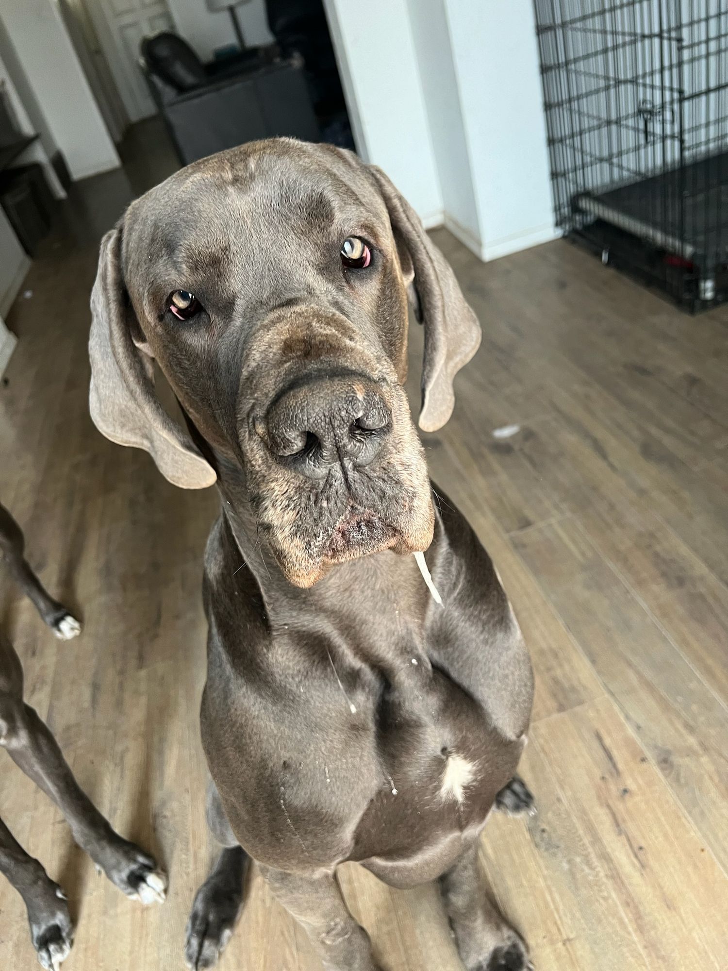 Close-up portraits of a gray dog with wrinkled face indoors.