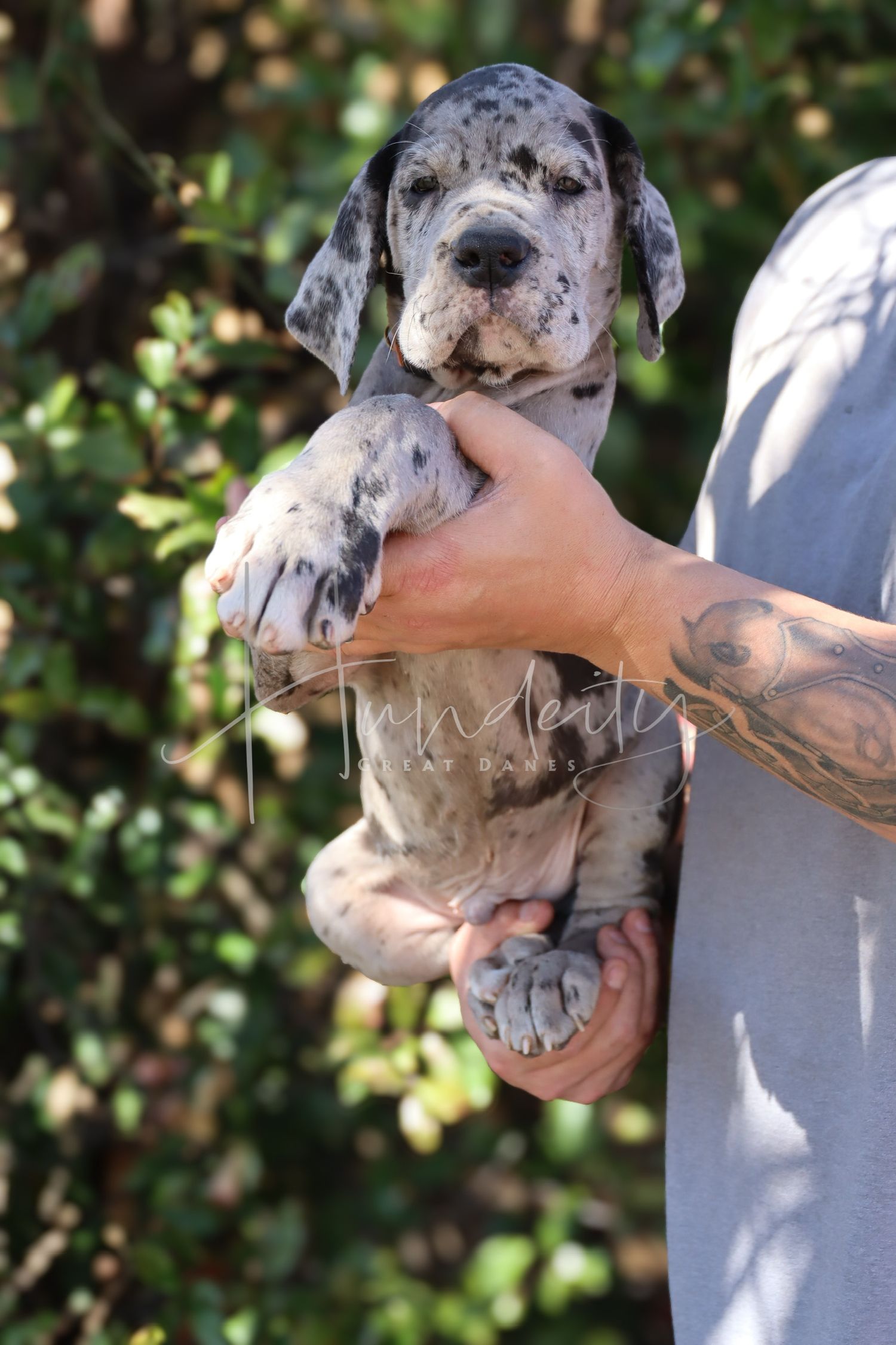 Tattooed person holding a merle Great Dane puppy outdoors with green foliage in the background.