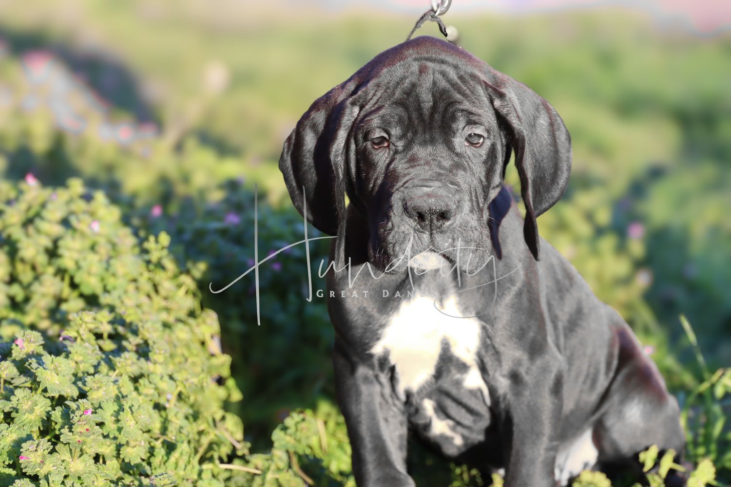 A young Great Dane puppy with dark brindle coat sits among green and purple garden plants in a professional outdoor photo.