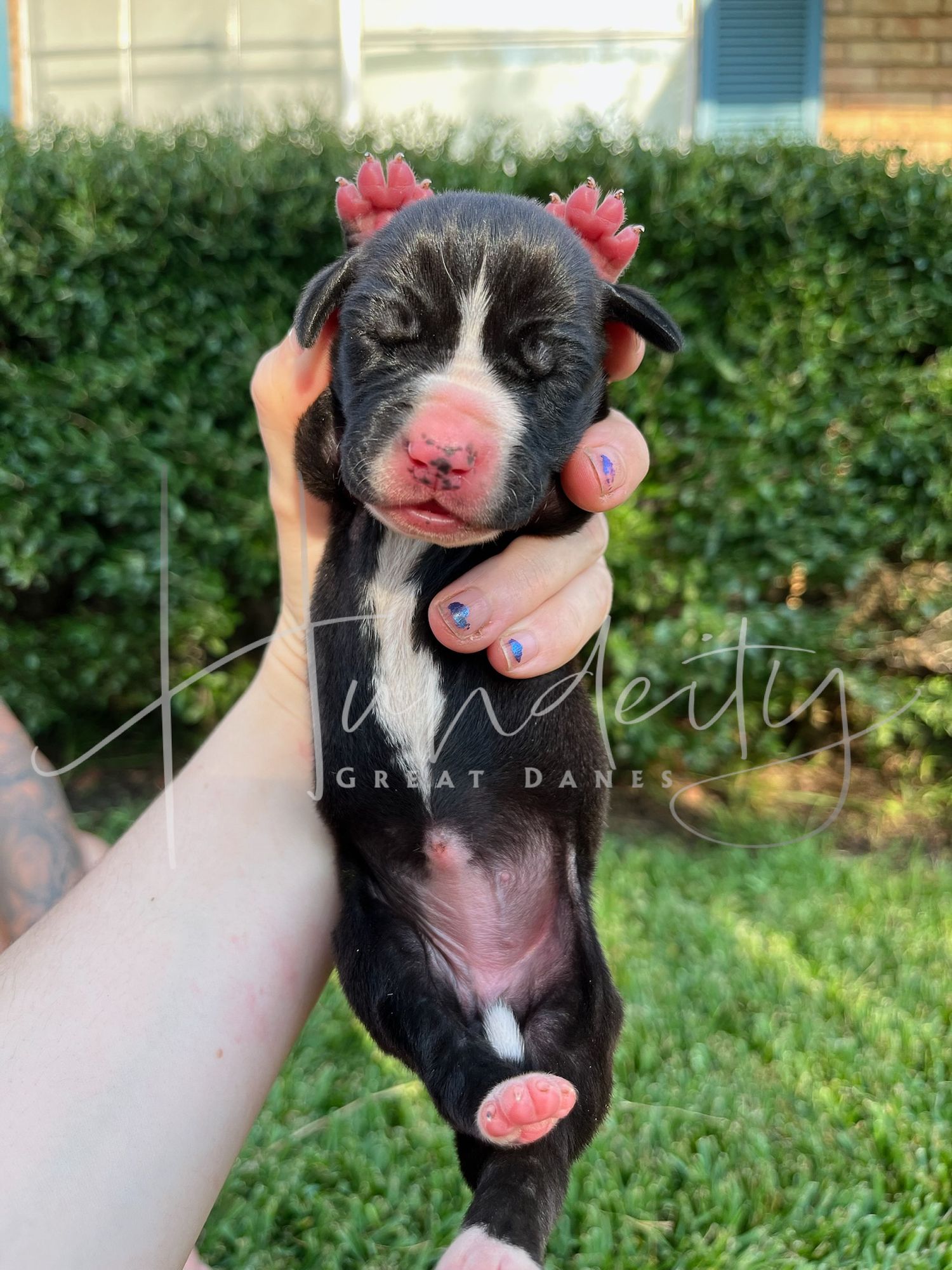 A newborn black puppy with pink nose and white markings being gently held in someone's hand against a green garden background.
